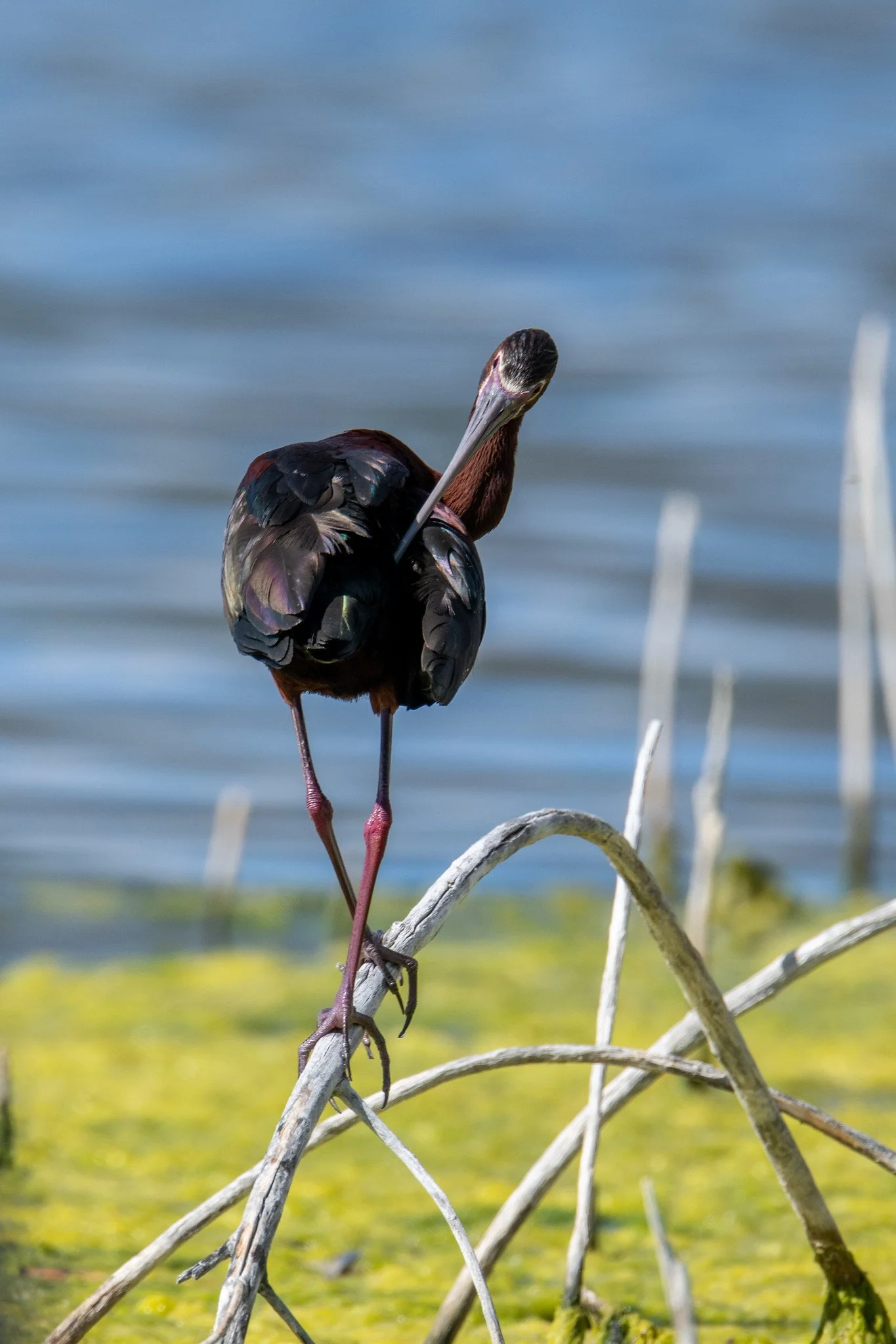 White-faced Ibis (Plegadis chihi)