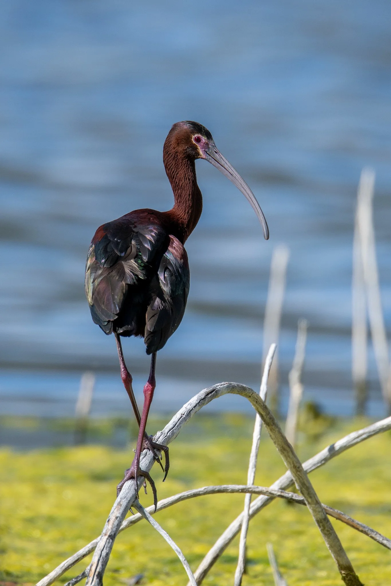 White-faced Ibis (Plegadis chihi)