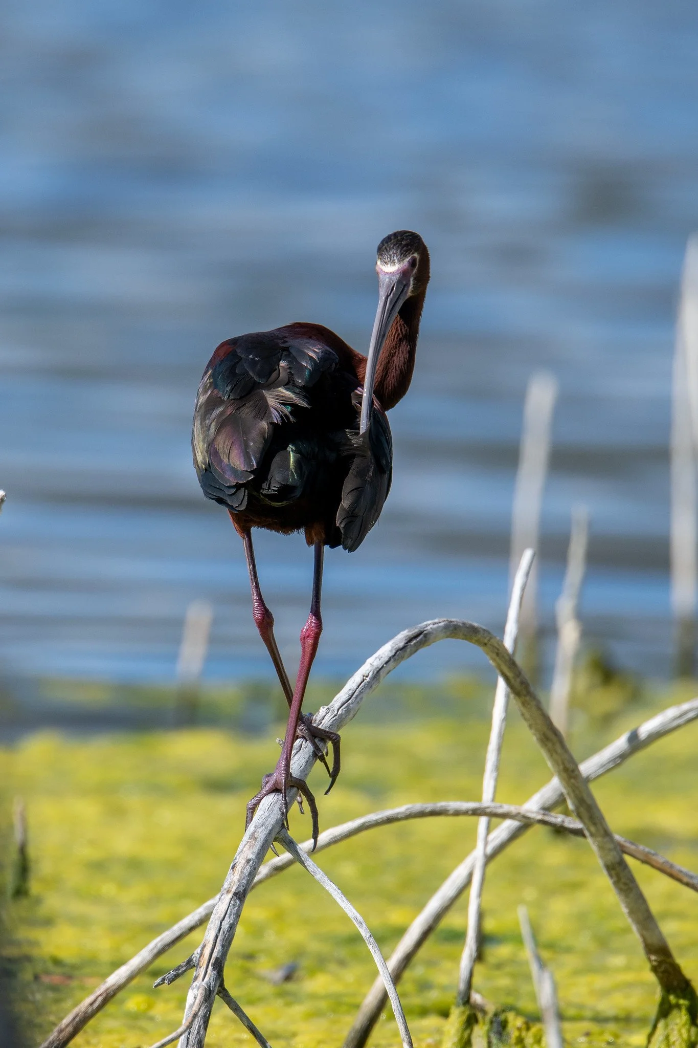 White-faced Ibis (Plegadis chihi)