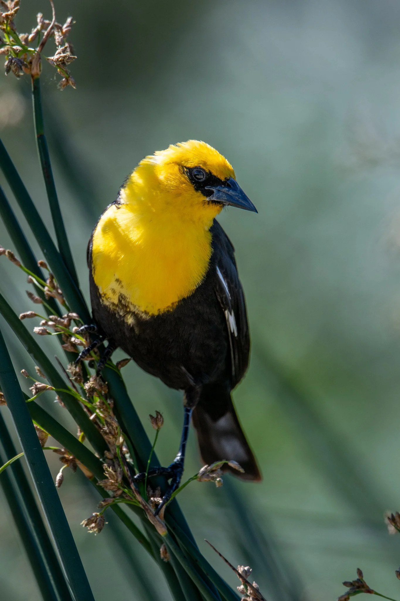 Yellow-headed Blackbird (Xanthocephalus xanthocephalus)