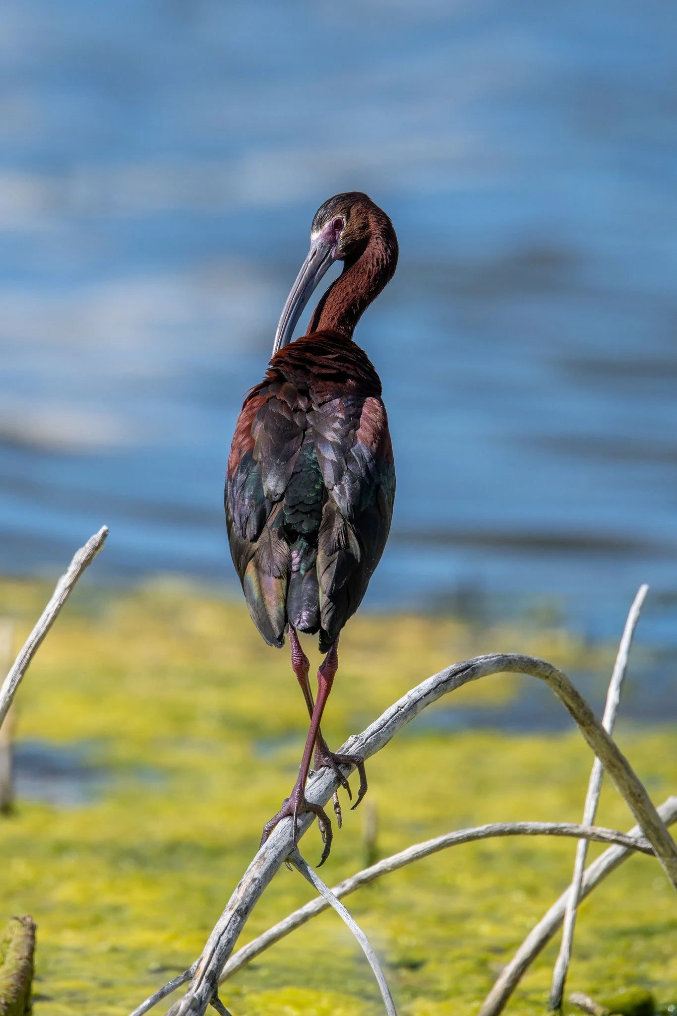 White-faced Ibis (Plegadis chihi)