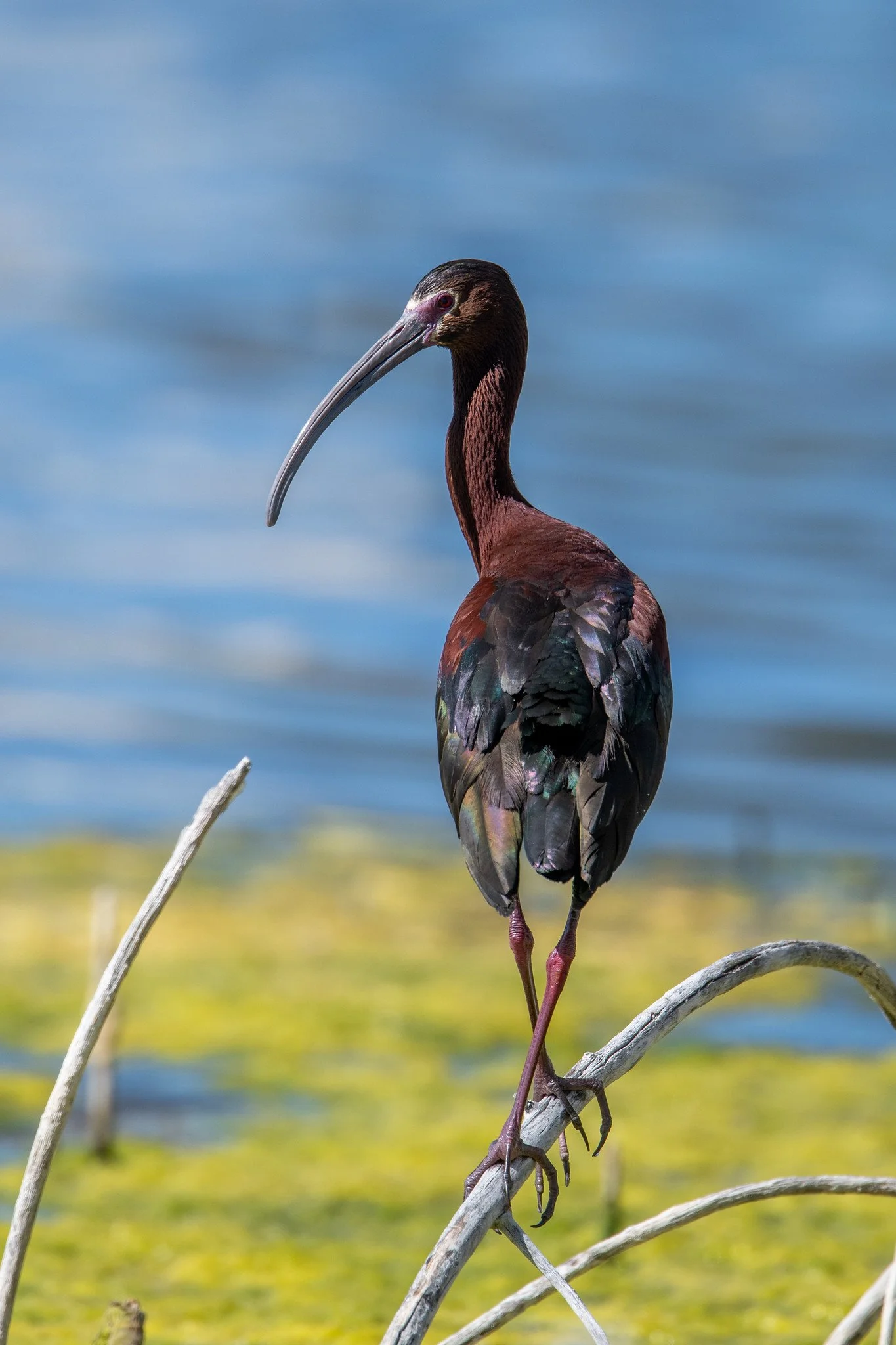 White-faced Ibis (Plegadis chihi)