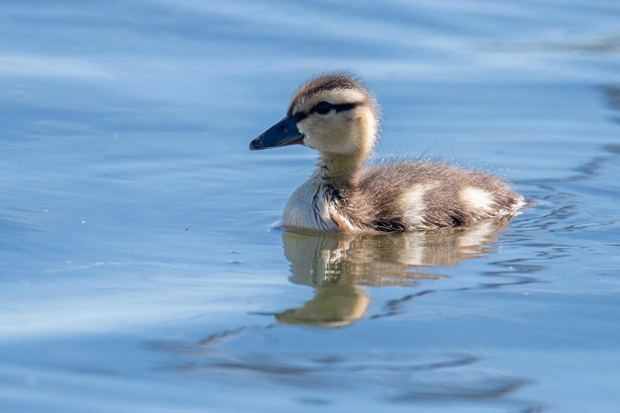 Gadwall (Mareca strepera)