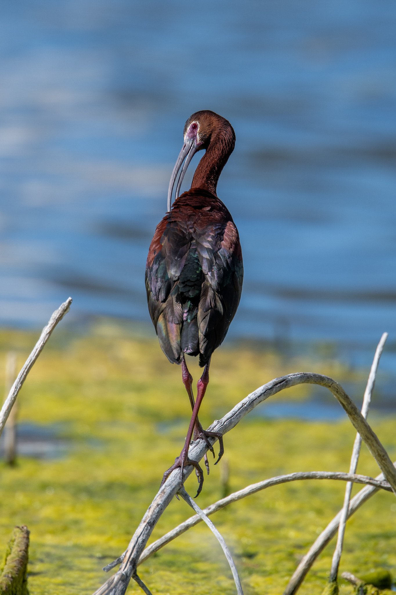 White-faced Ibis (Plegadis chihi)