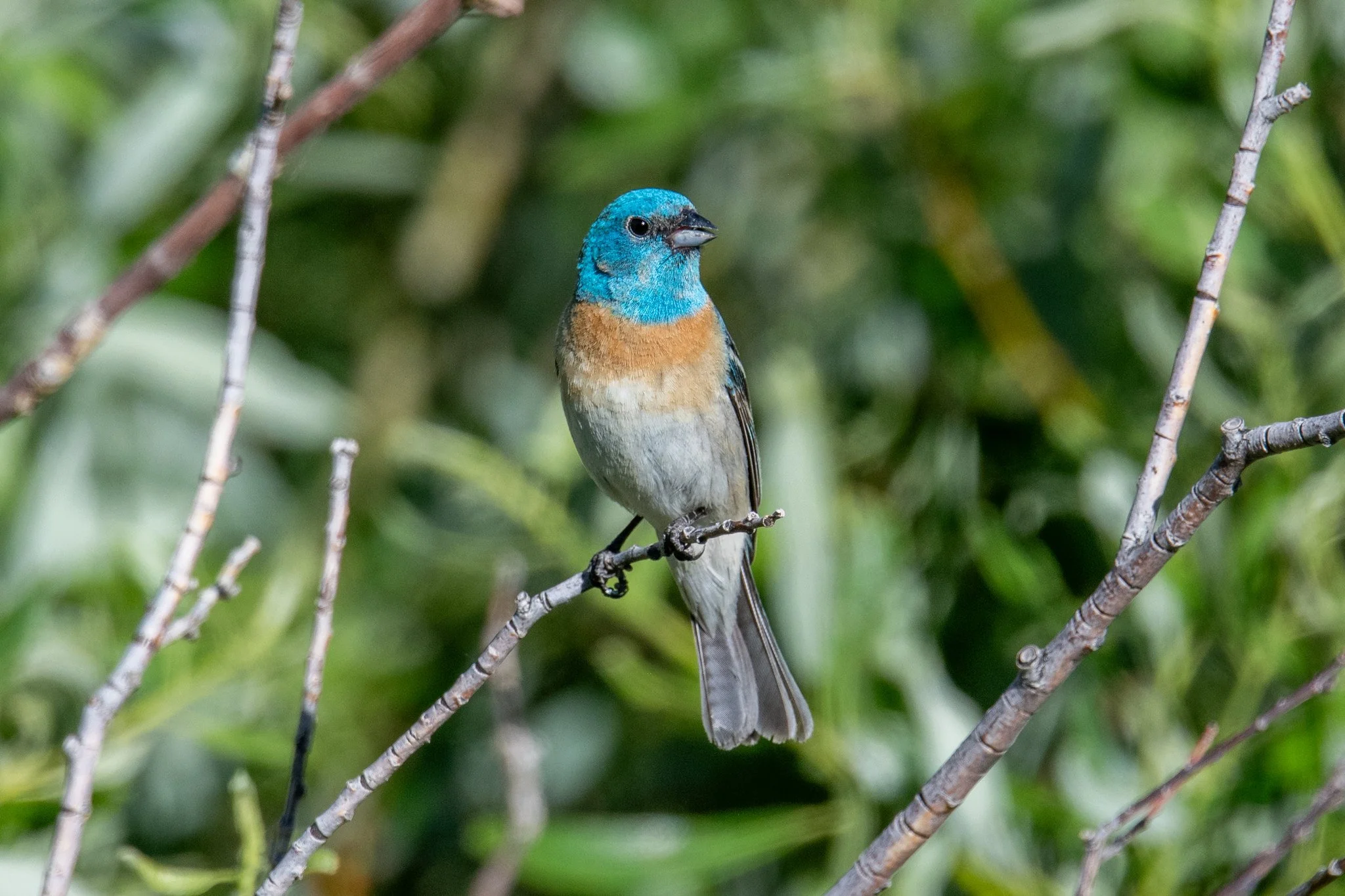 Lazuli Bunting (Passerina amoena)