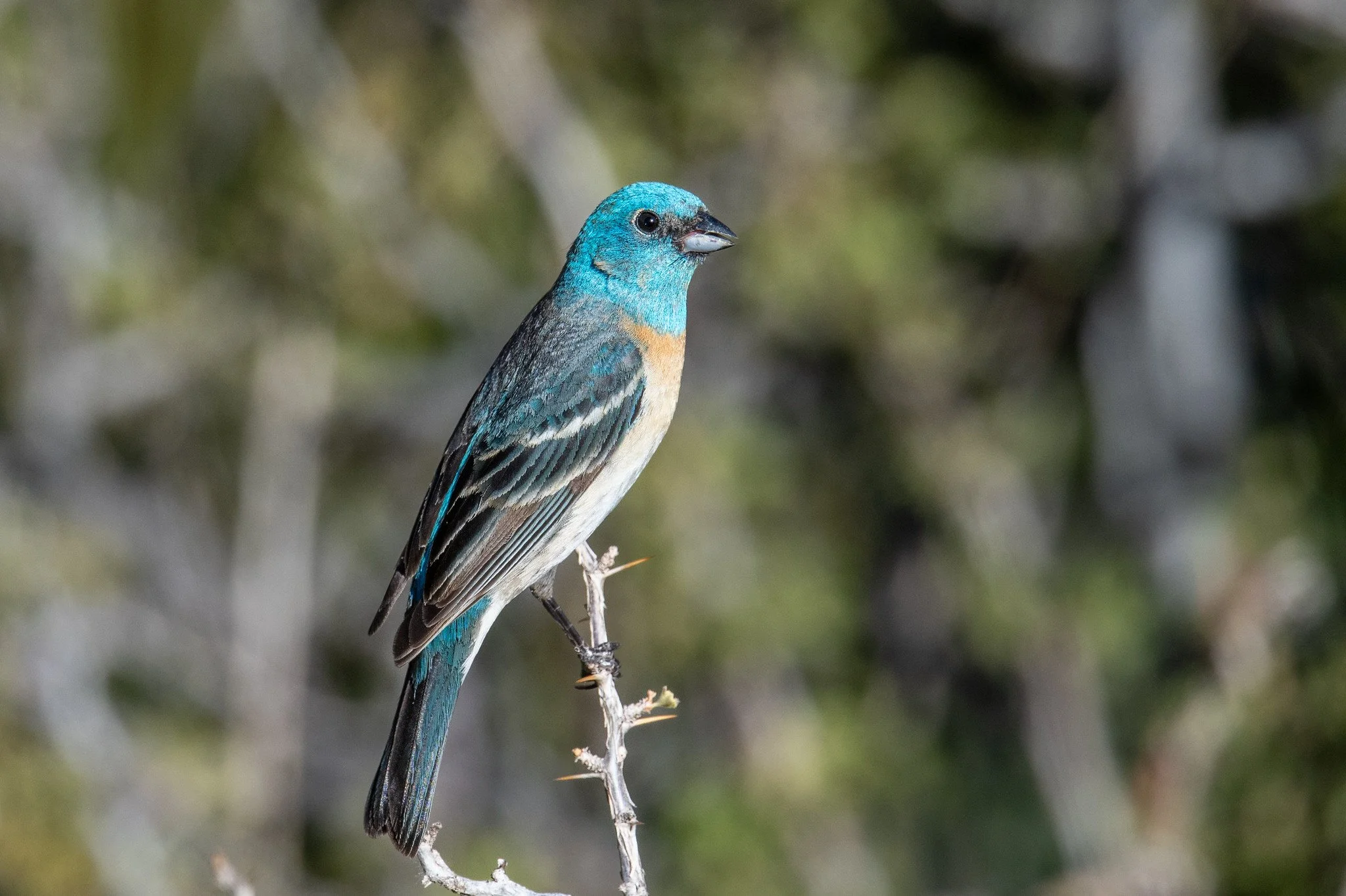 Lazuli Bunting (Passerina amoena)