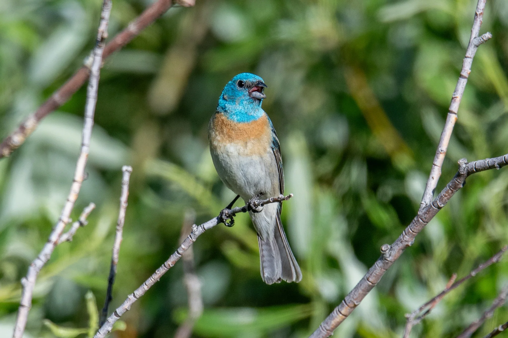 Lazuli Bunting (Passerina amoena)