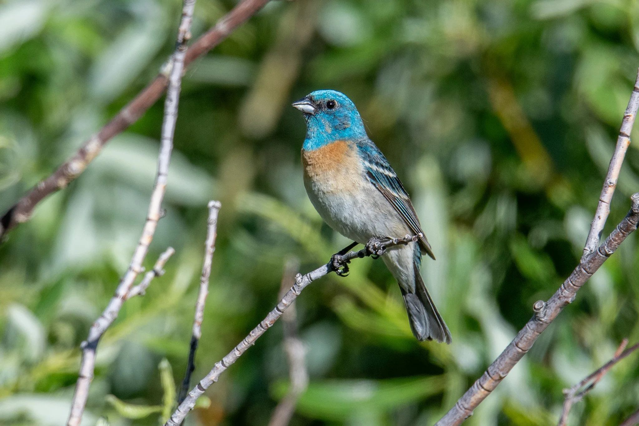 Lazuli Bunting (Passerina amoena)