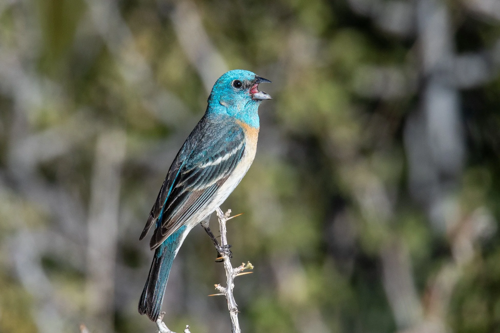 Lazuli Bunting (Passerina amoena)