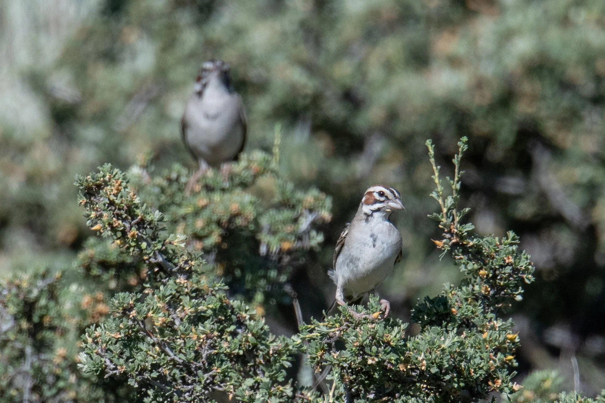 Lark Sparrow (Chondestes grammacus)