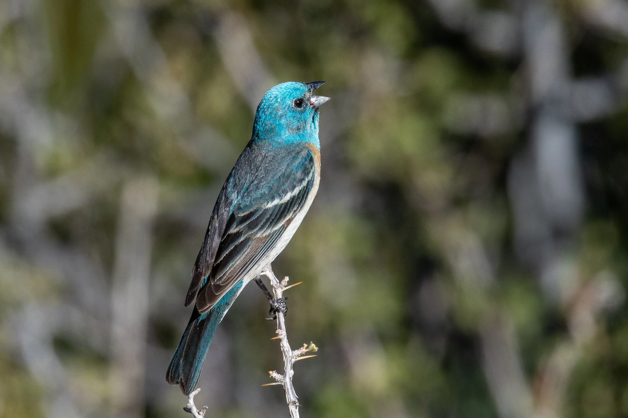 Lazuli Bunting (Passerina amoena)