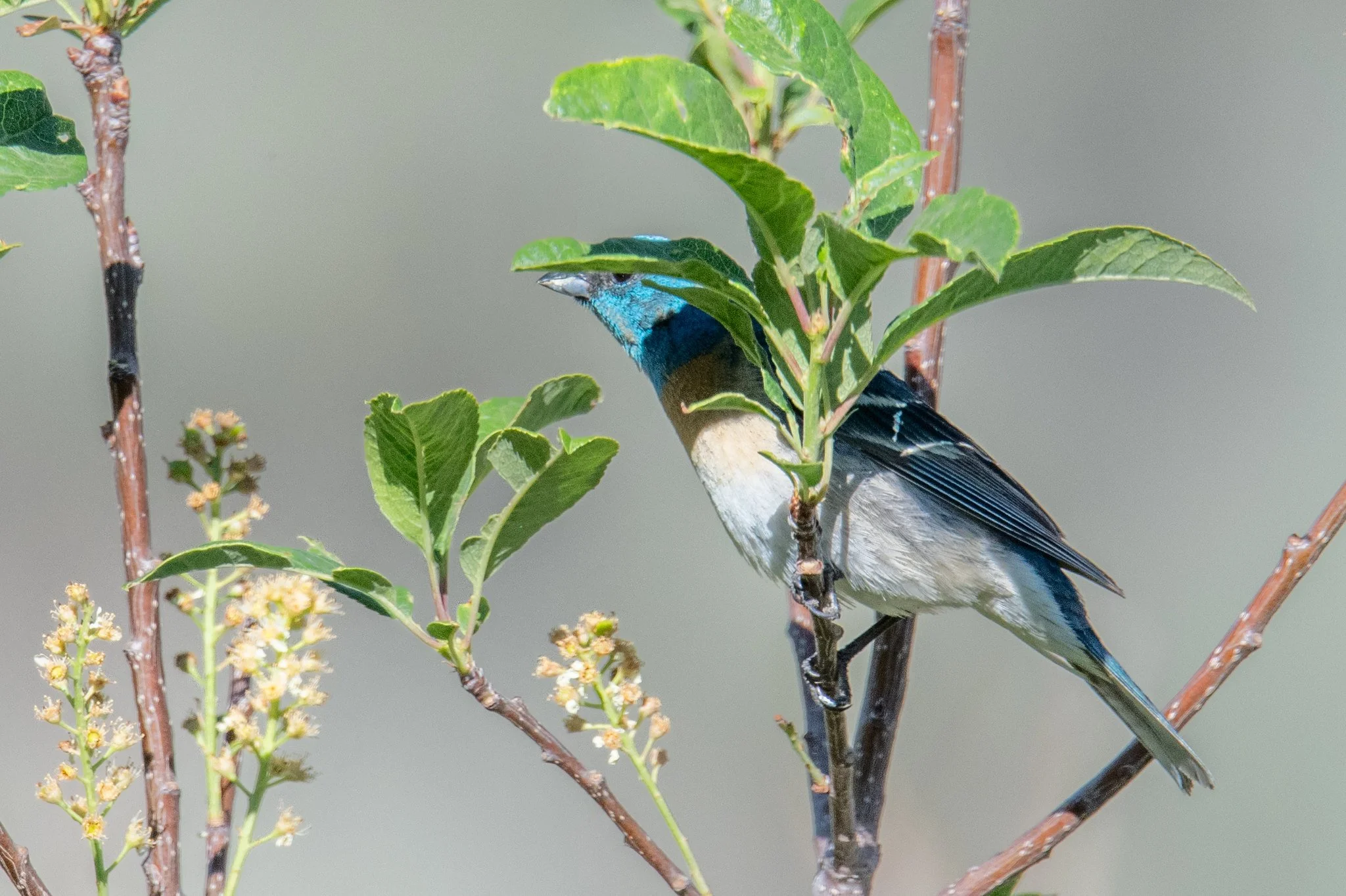 Lazuli Bunting (Passerina amoena)