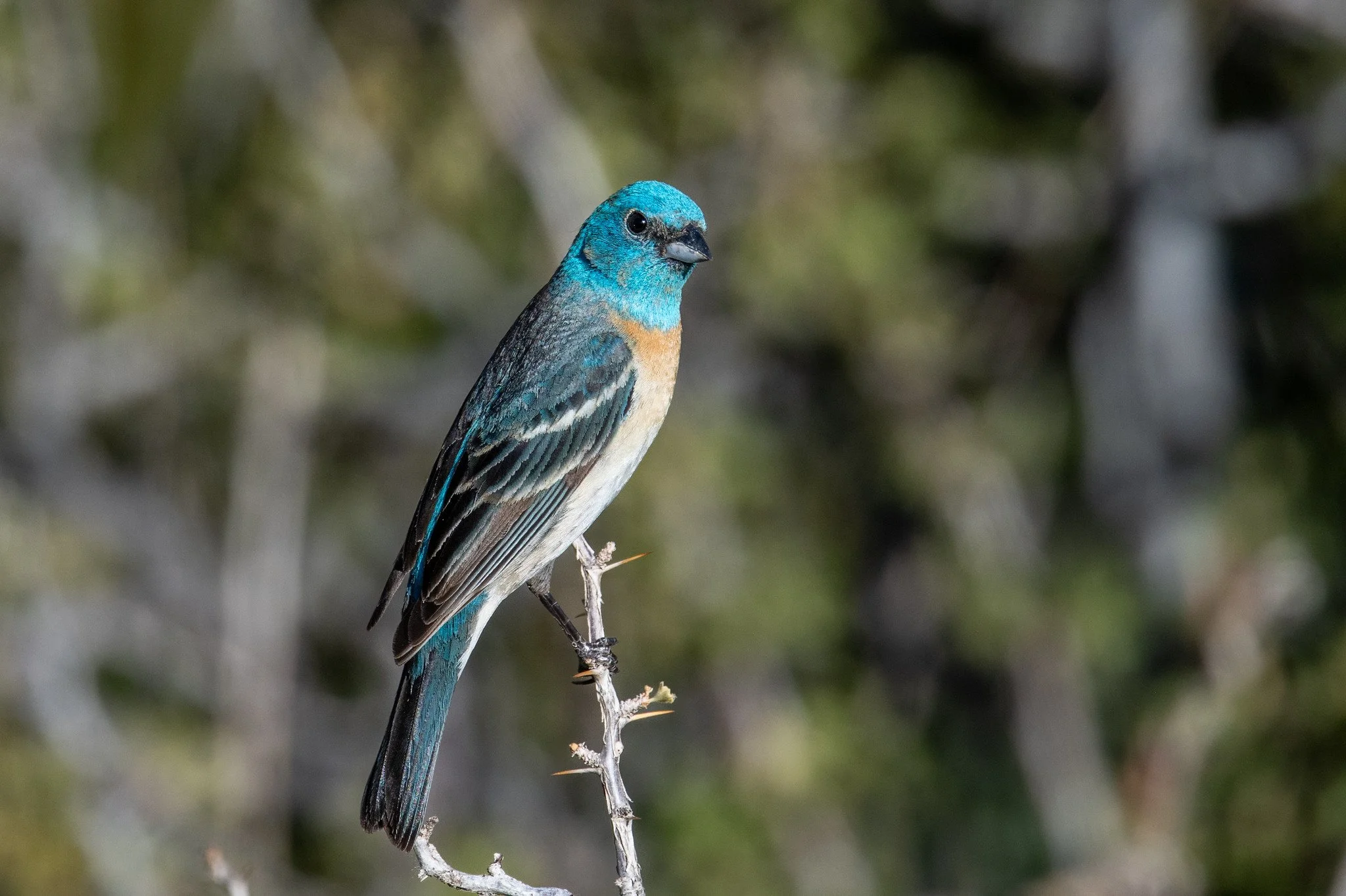 Lazuli Bunting (Passerina amoena)