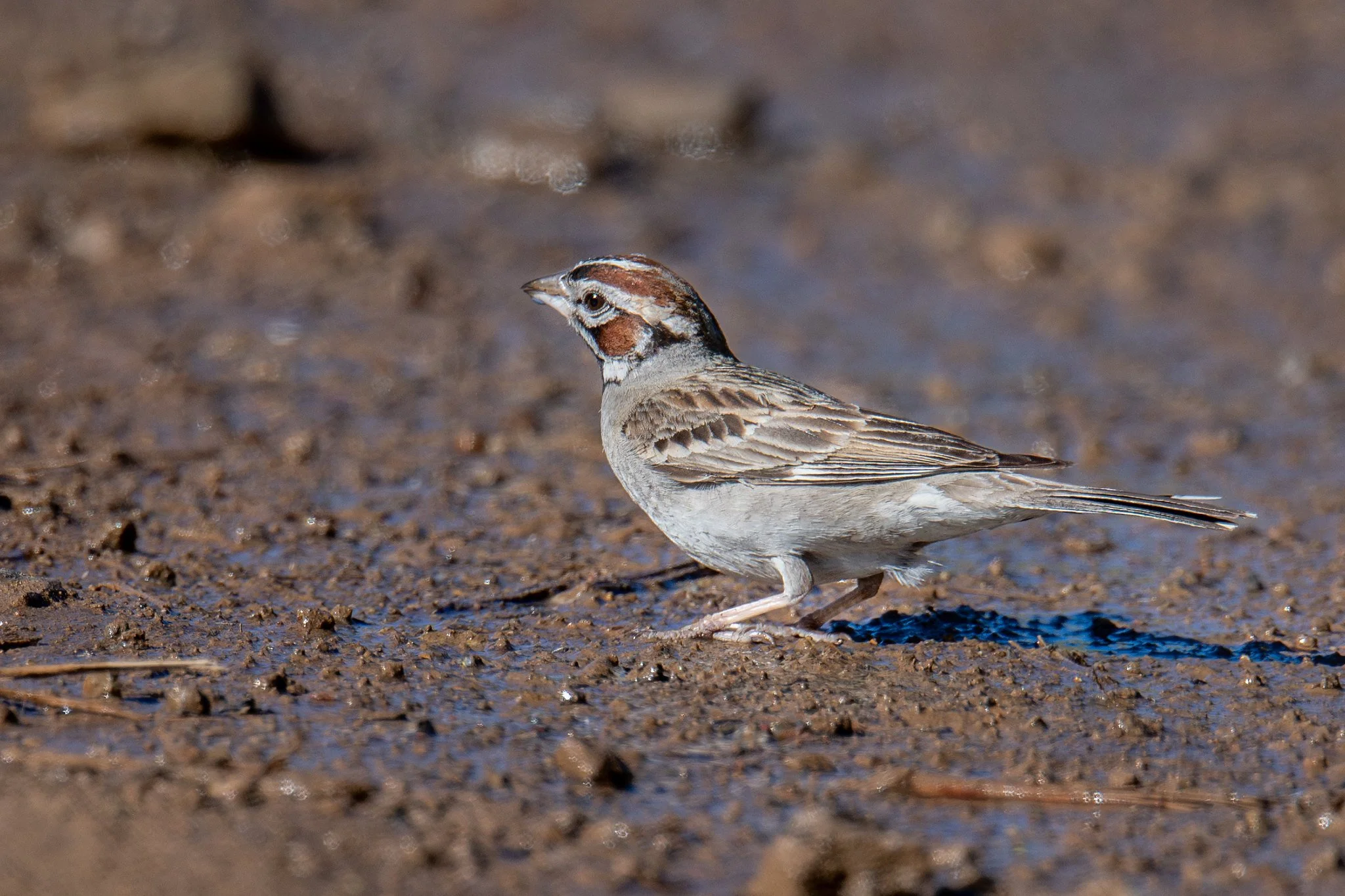 Lark Sparrow (Chondestes grammacus)
