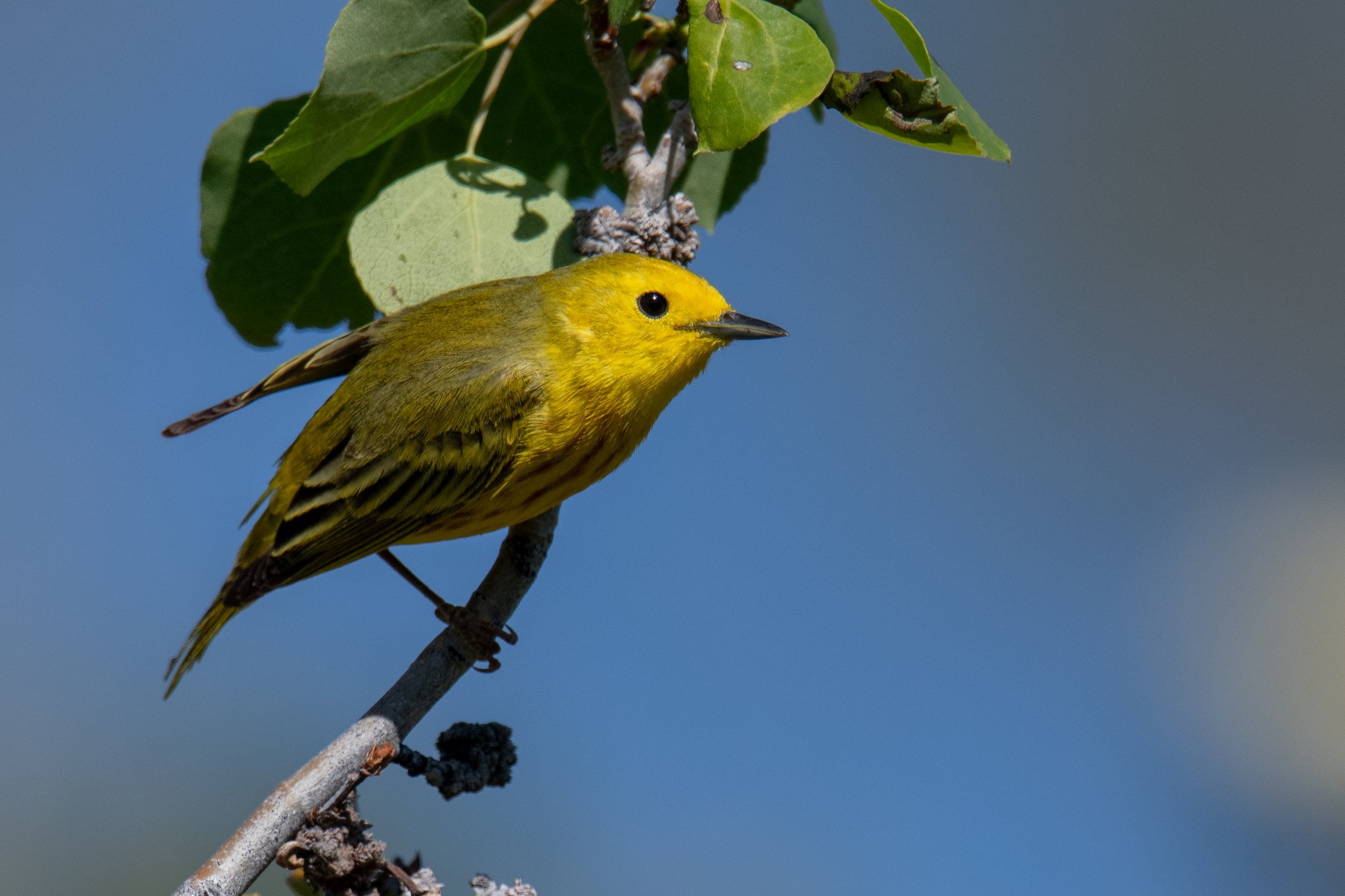 Northern Yellow Warbler (Setophaga aestiva)