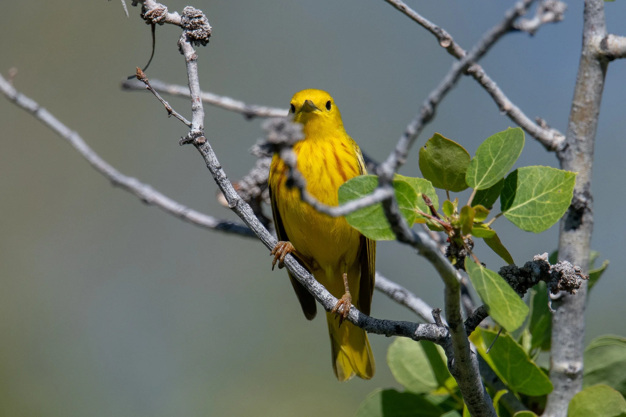 Northern Yellow Warbler (Setophaga aestiva)