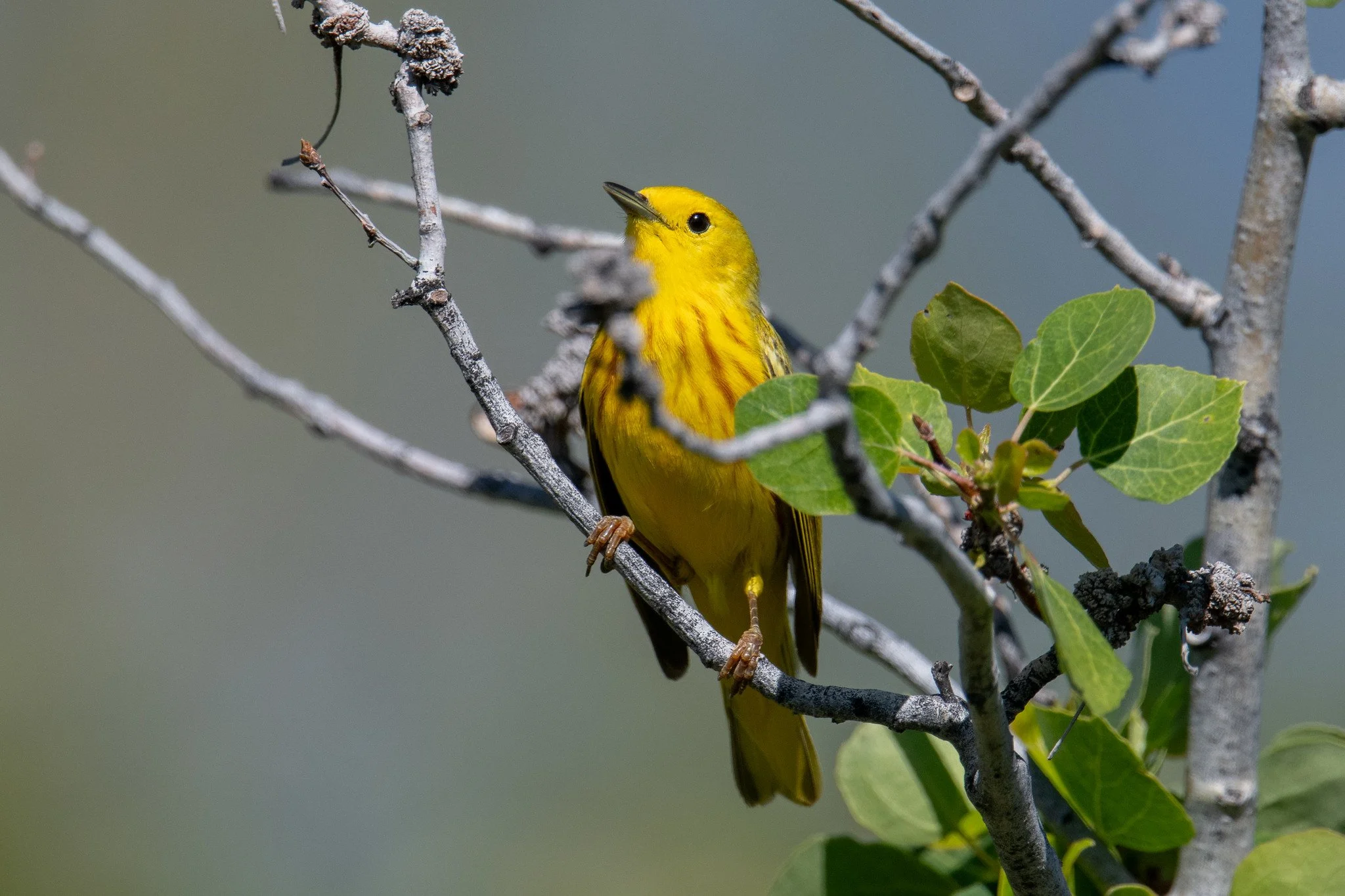 Northern Yellow Warbler (Setophaga aestiva)