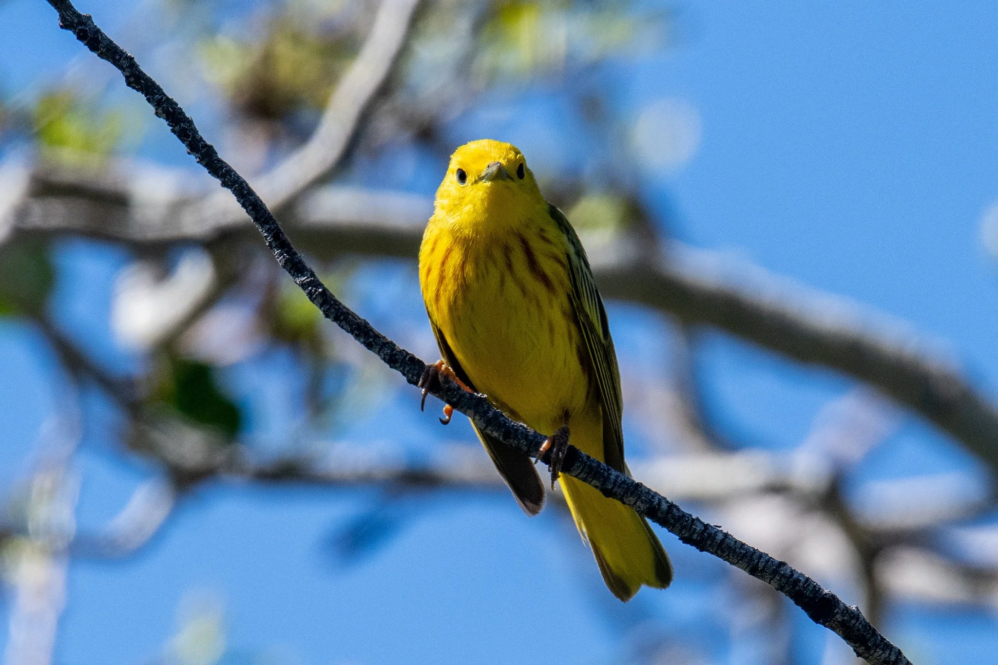Northern Yellow Warbler (Setophaga aestiva)