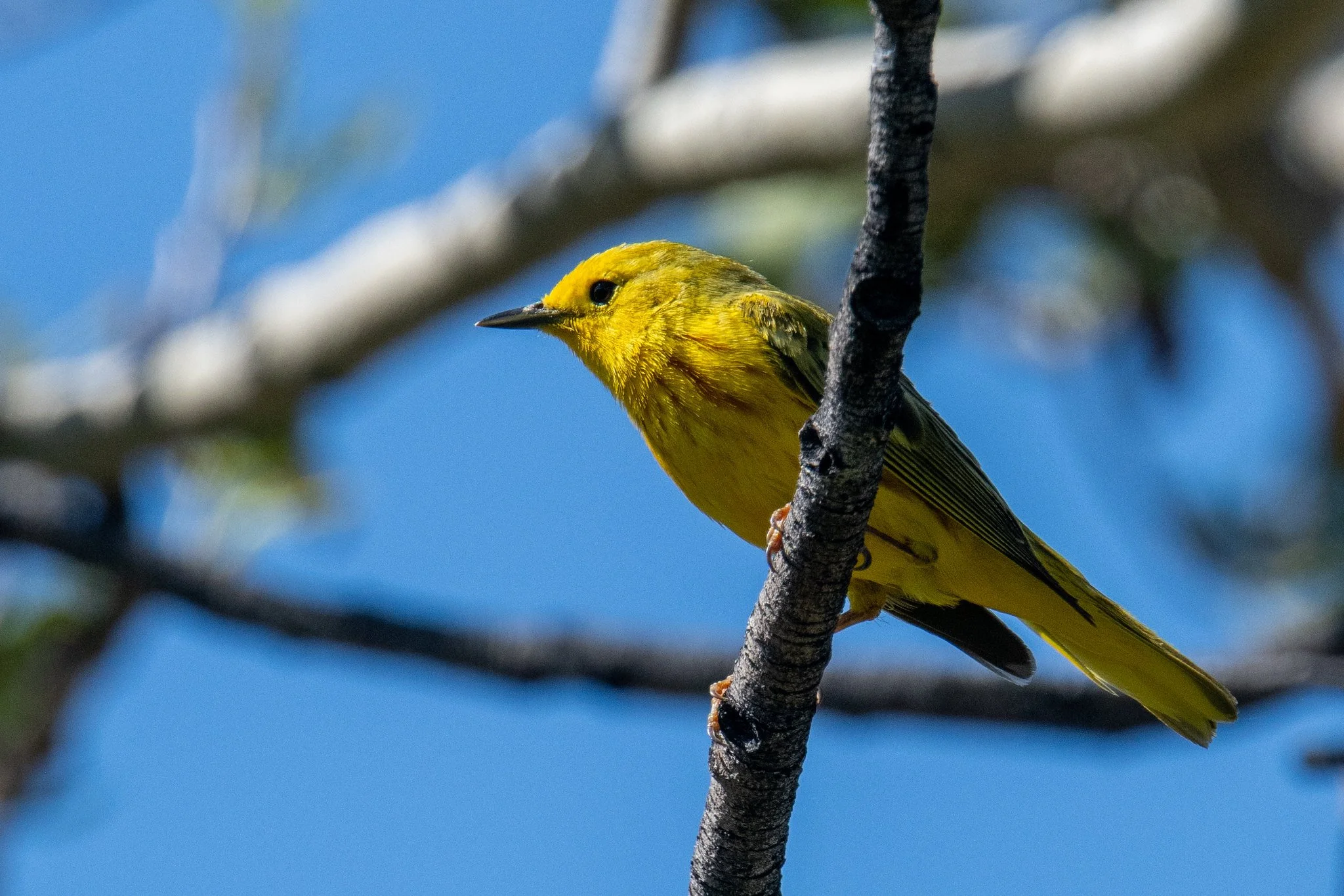 Northern Yellow Warbler (Setophaga aestiva)