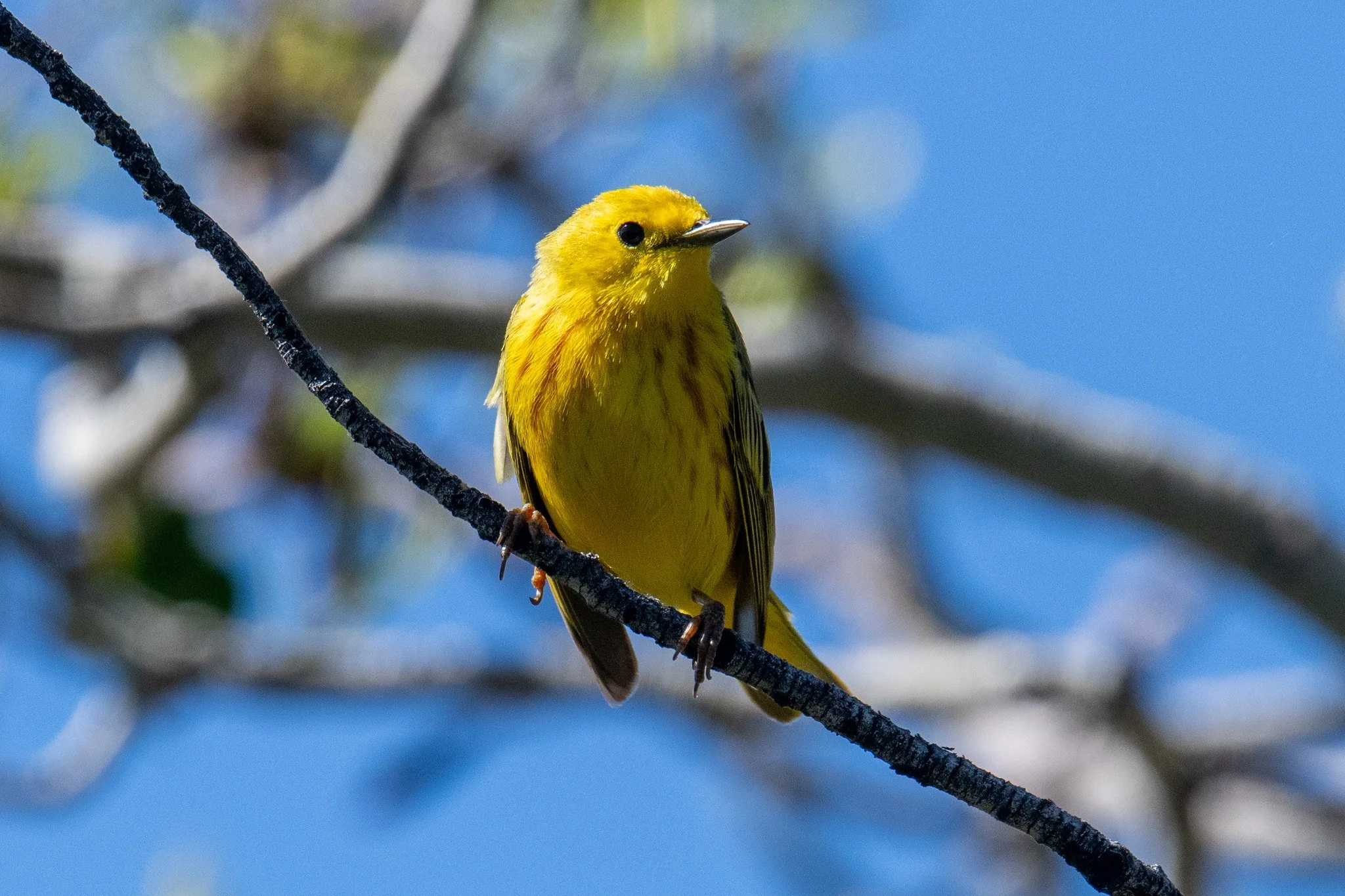 Northern Yellow Warbler (Setophaga aestiva)