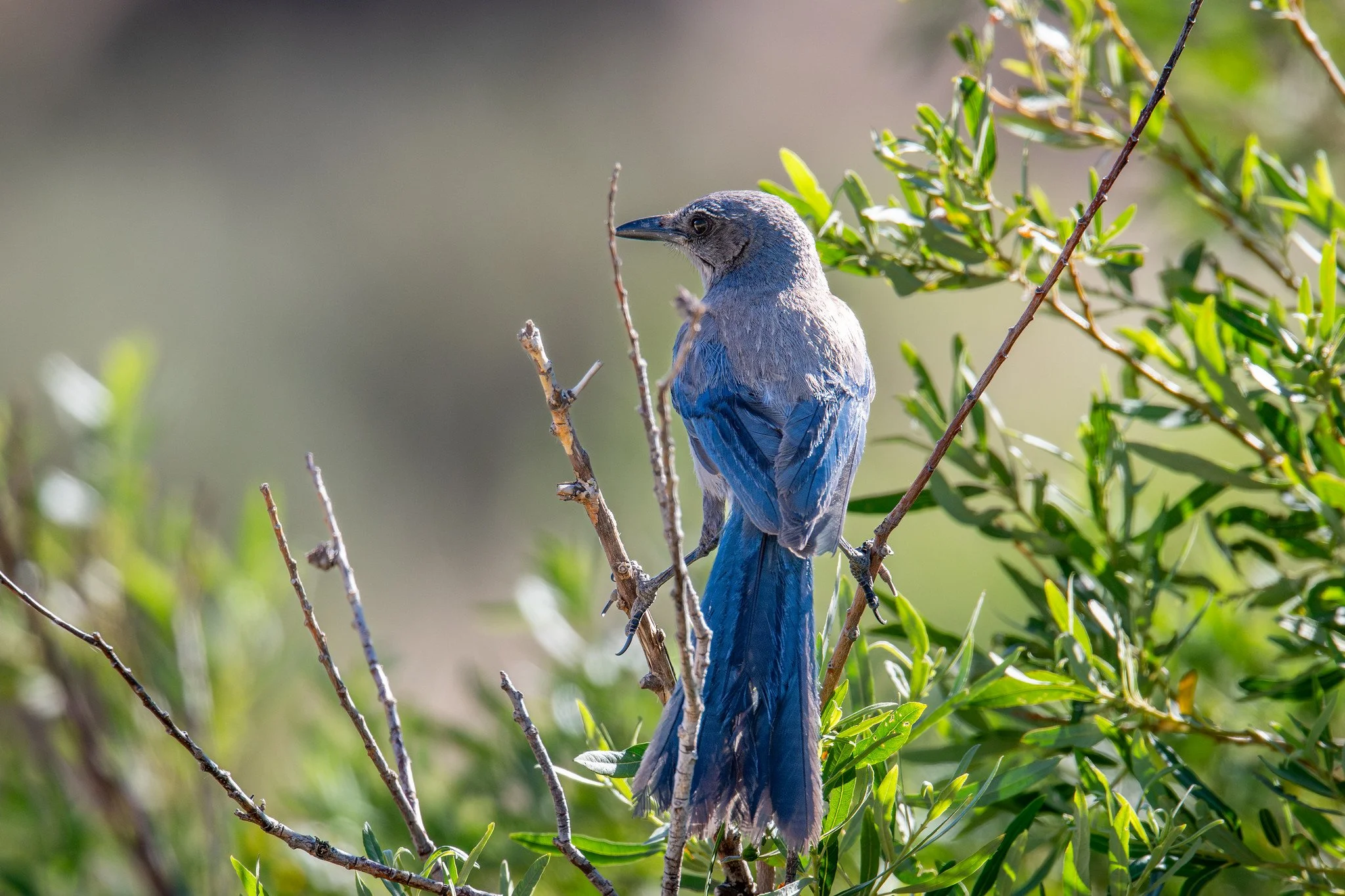 California Scrub-Jay (Aphelocoma californica)