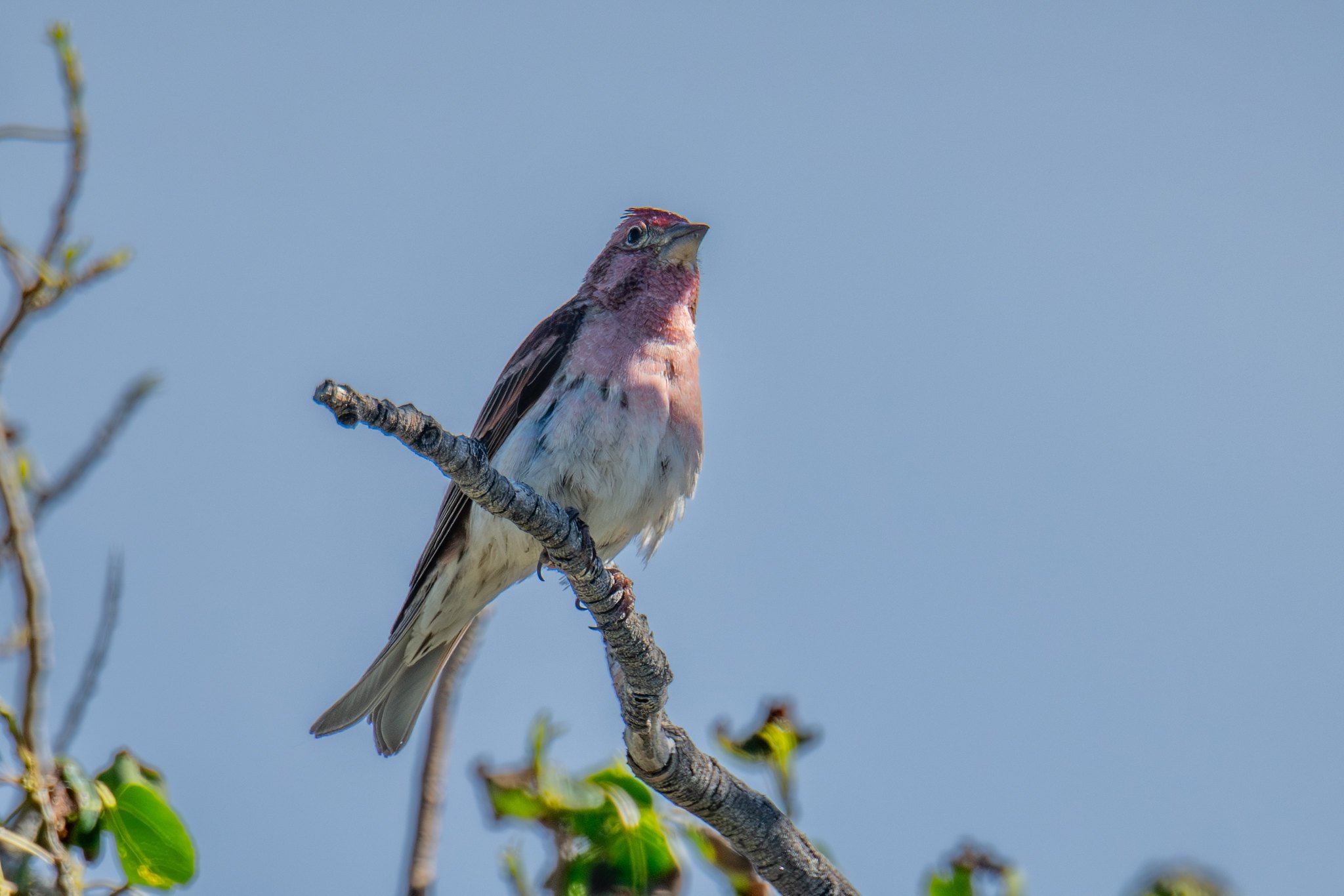 Cassin's Finch (Haemorhous cassinii)
