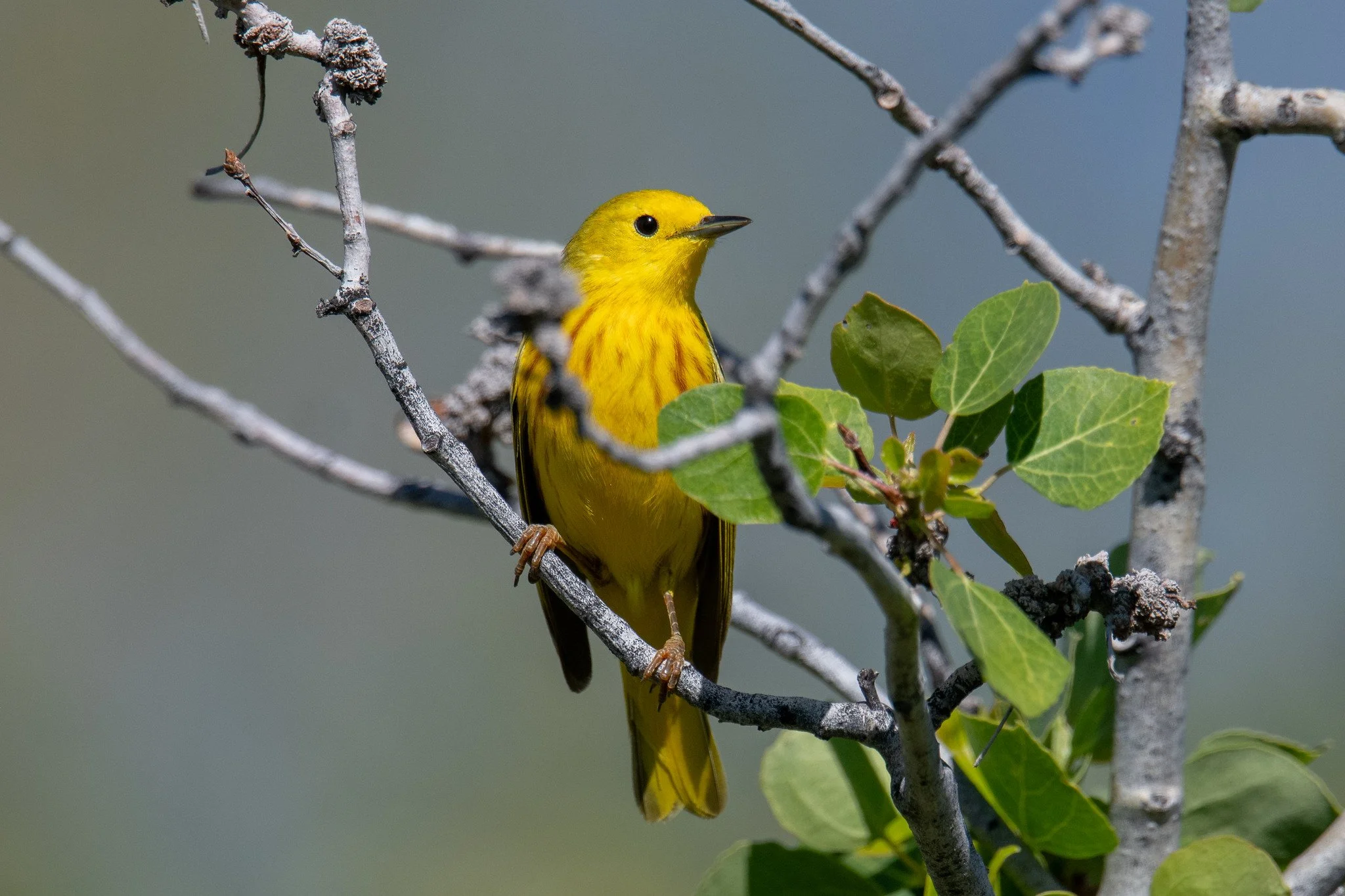 Northern Yellow Warbler (Setophaga aestiva)