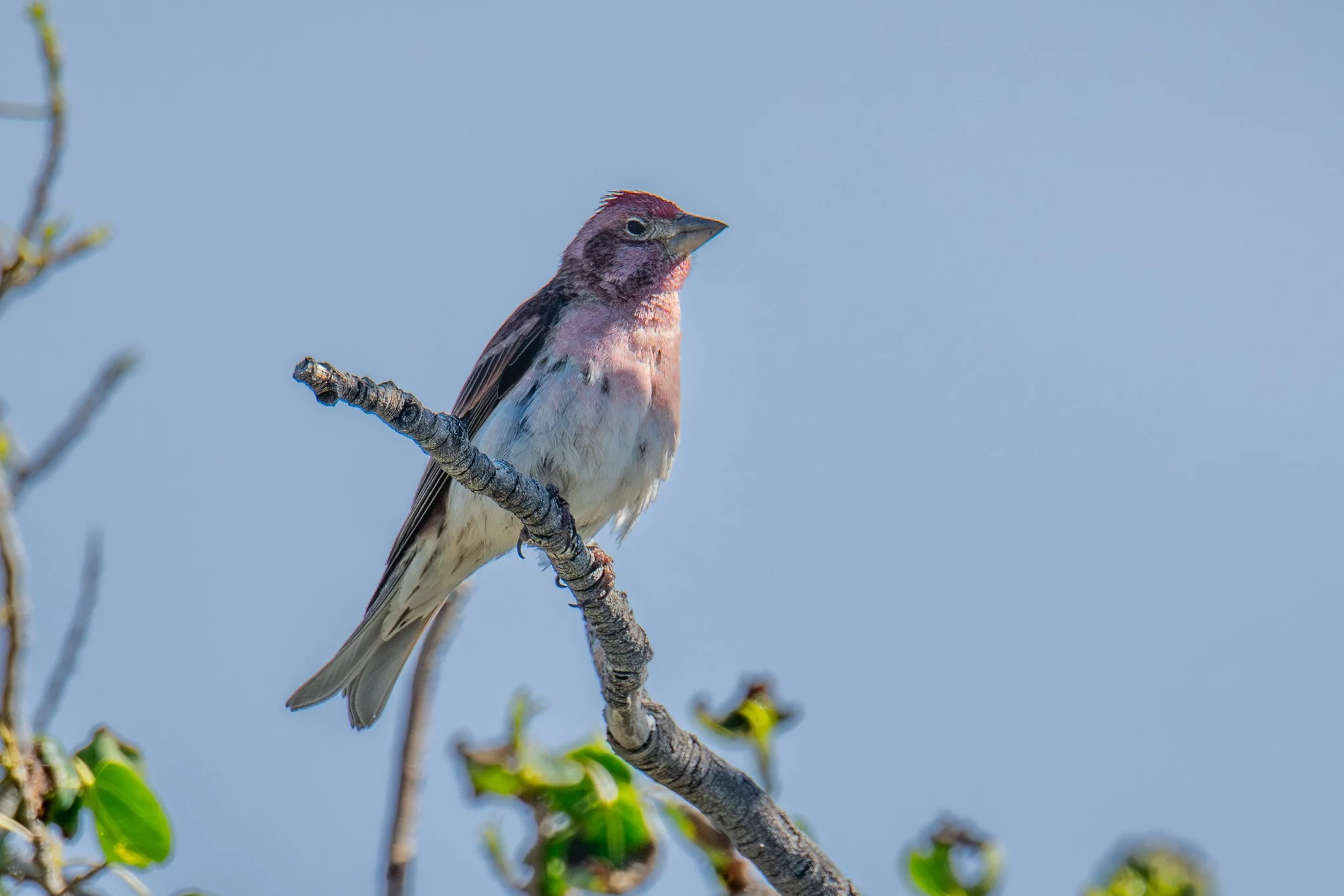 Cassin's Finch (Haemorhous cassinii)