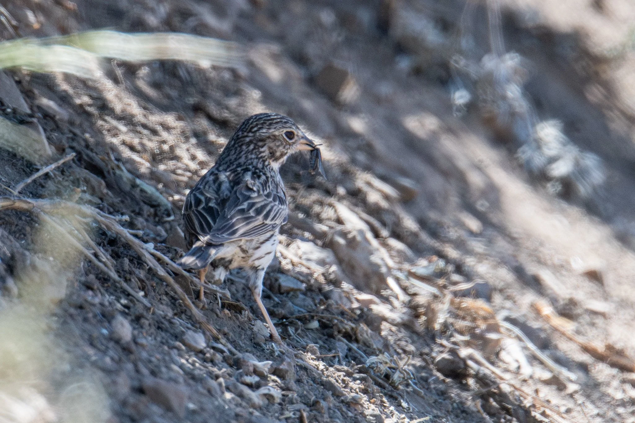 Vesper Sparrow (Pooecetes gramineus)