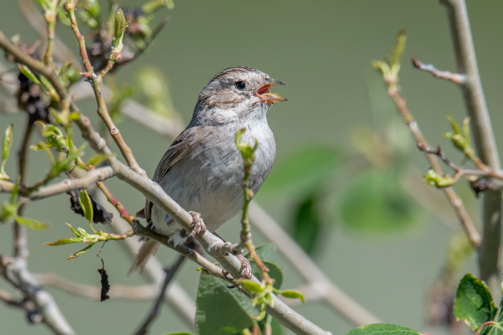 Brewer's Sparrow (Spizella breweri)