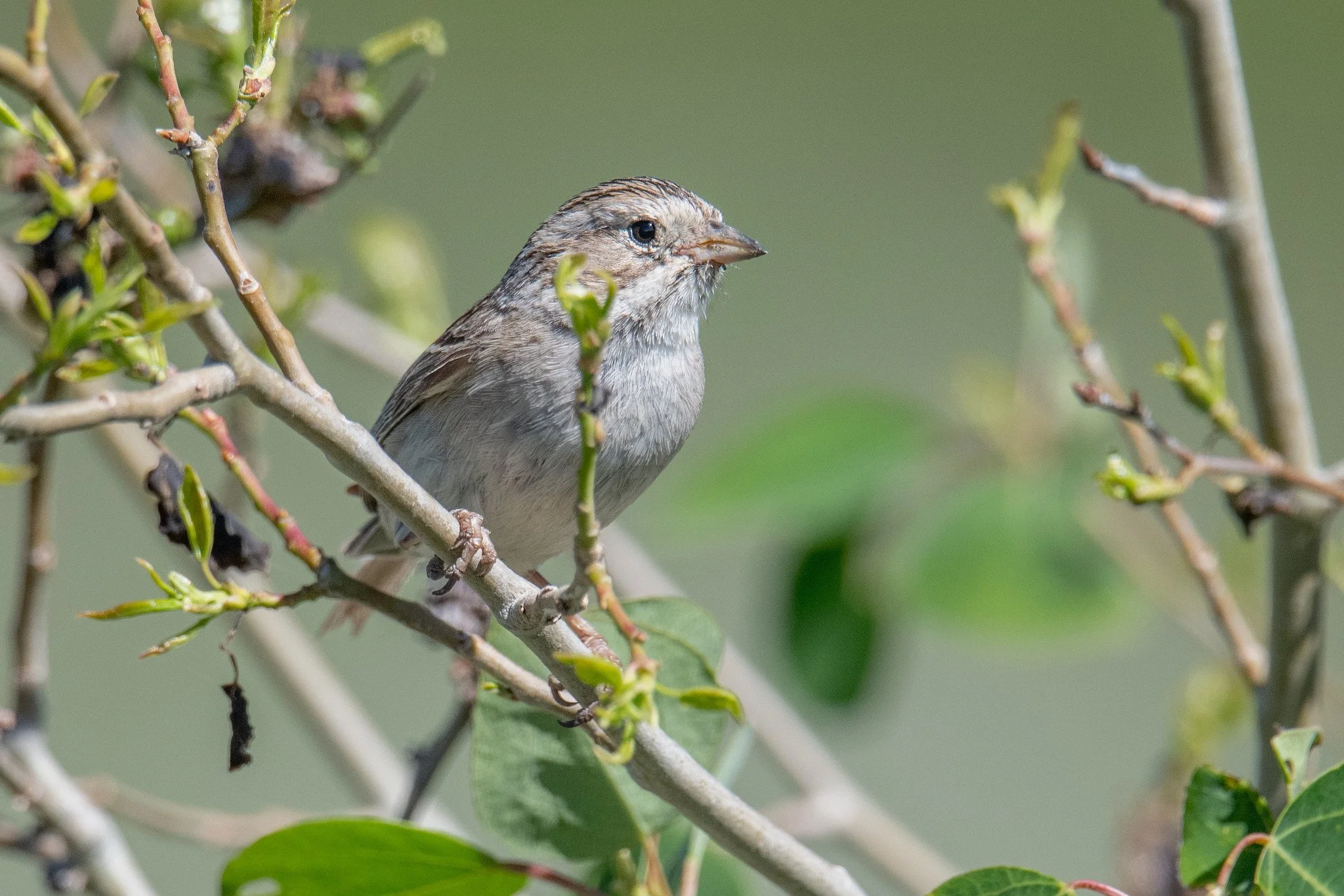 Brewer's Sparrow (Spizella breweri)