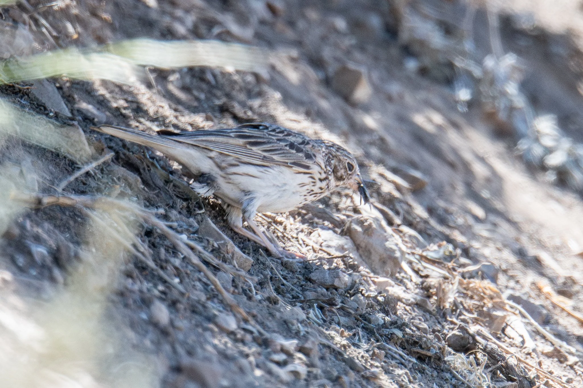Vesper Sparrow (Pooecetes gramineus)