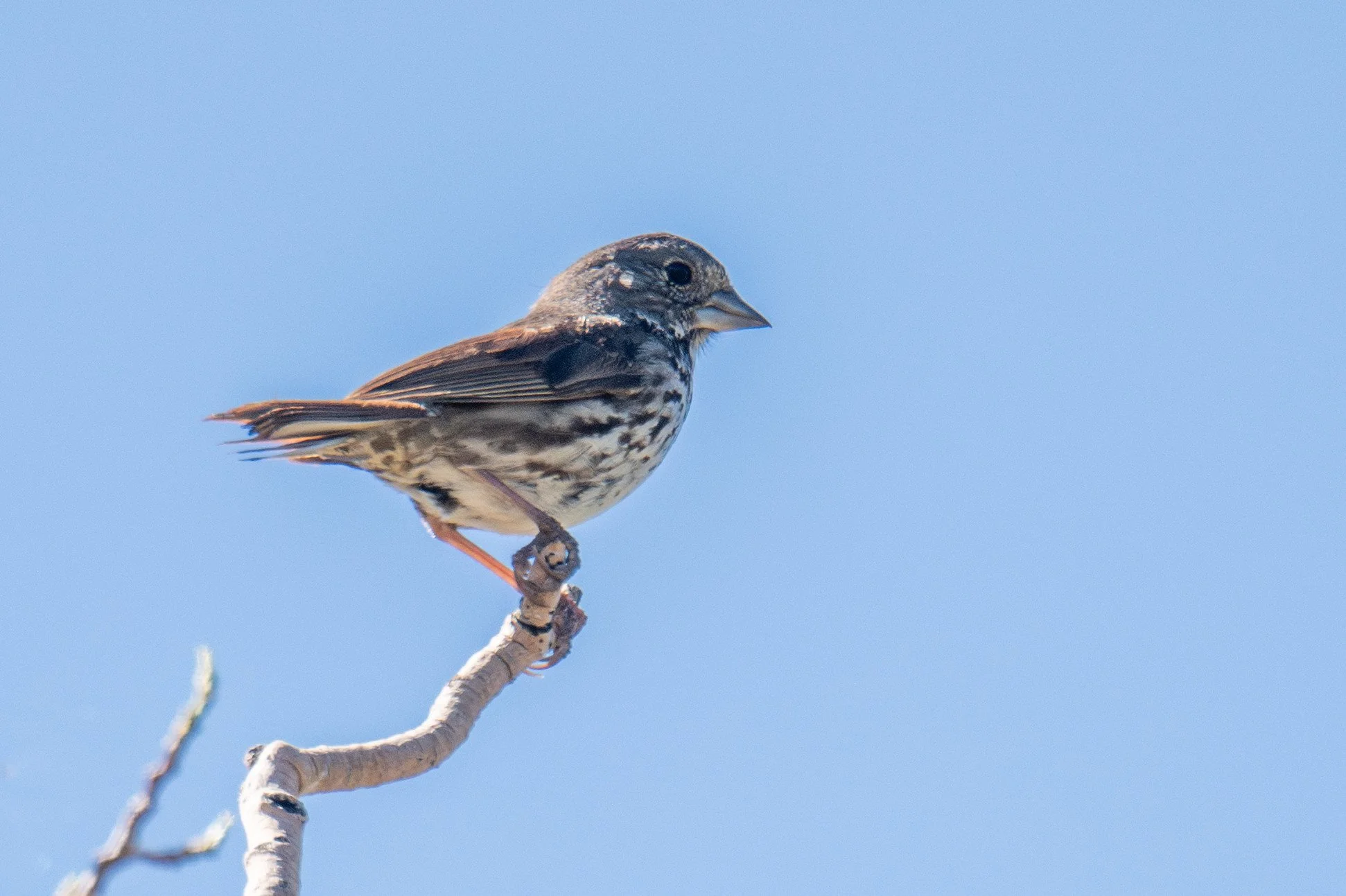 Fox Sparrow, Thick-billed (Passerella iliaca [megarhyncha Group])