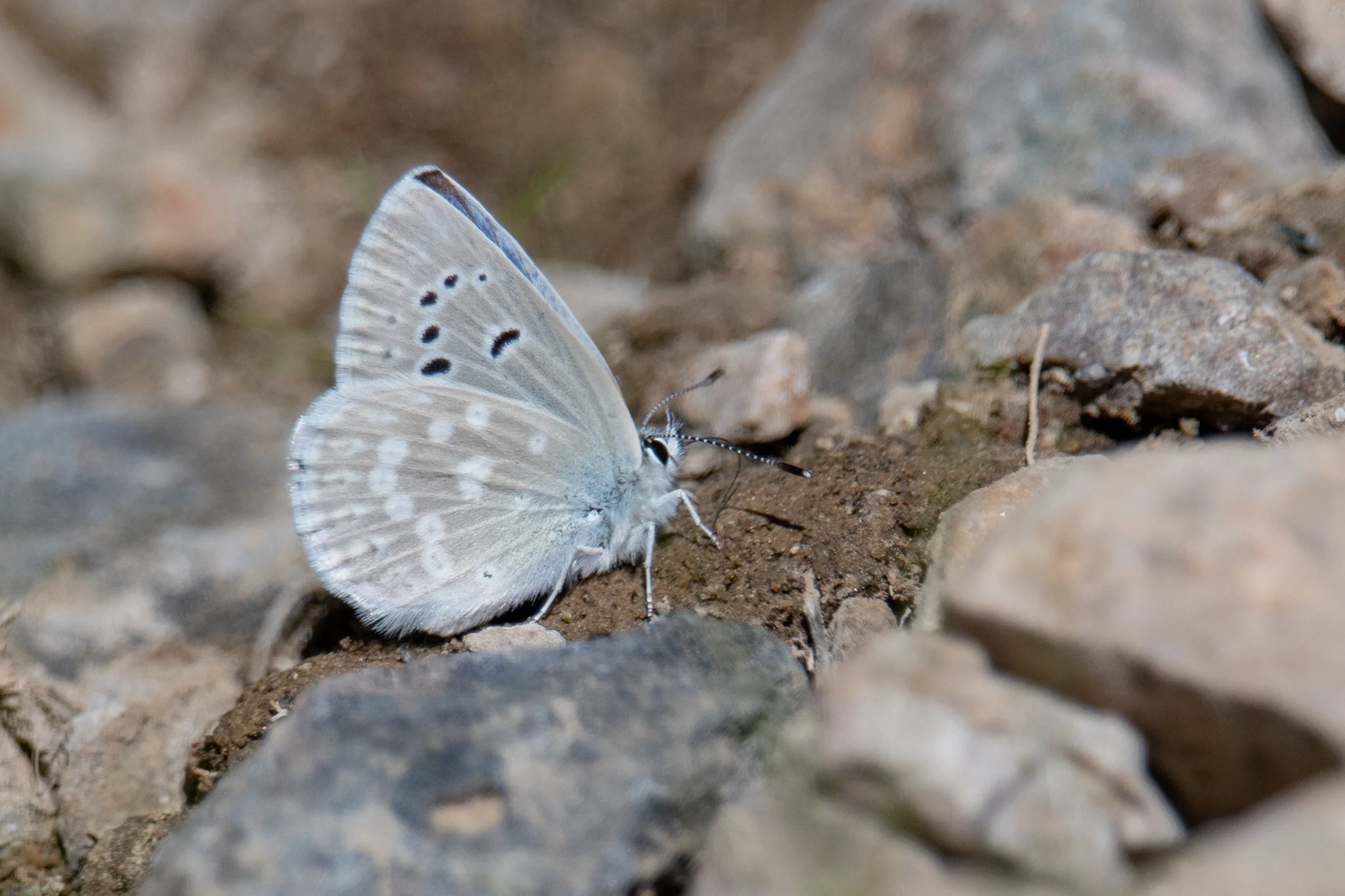 Sierra Nevada Blue (Agriades podarce)
