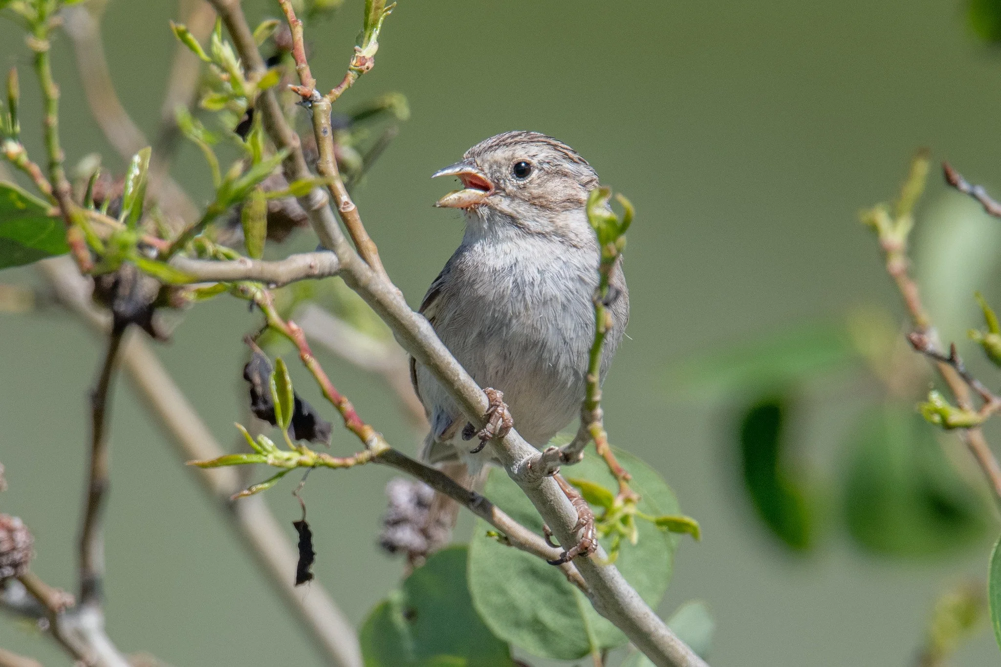 Brewer's Sparrow (Spizella breweri)