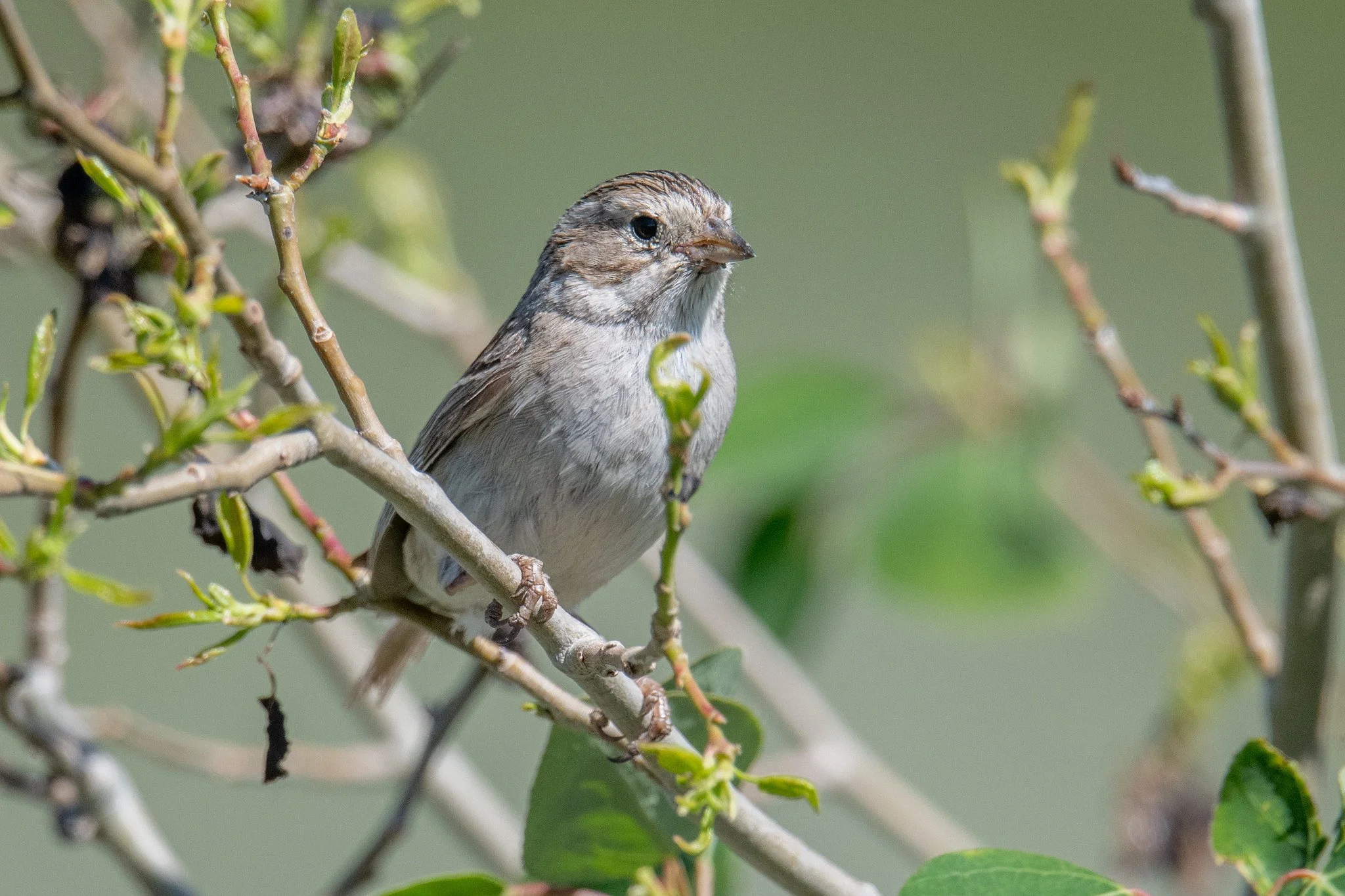 Brewer's Sparrow (Spizella breweri)