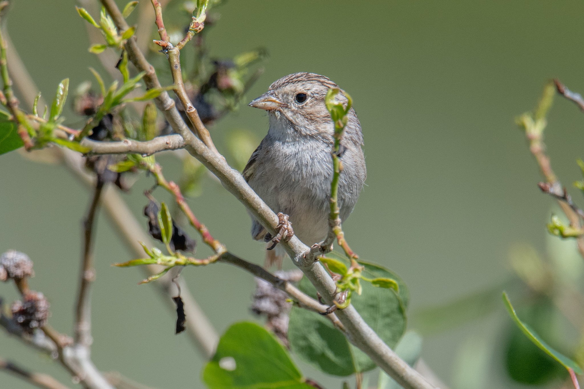 Brewer's Sparrow (Spizella breweri)