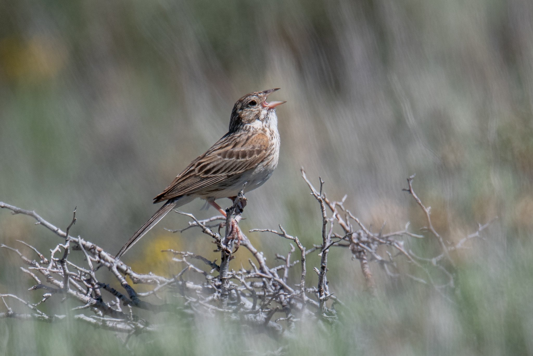 Vesper Sparrow (Pooecetes gramineus)