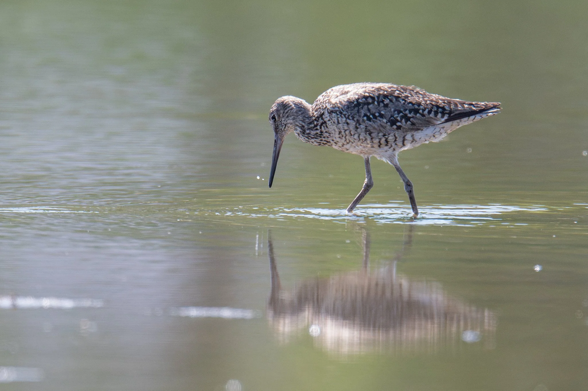 Willet (Tringa semipalmata)