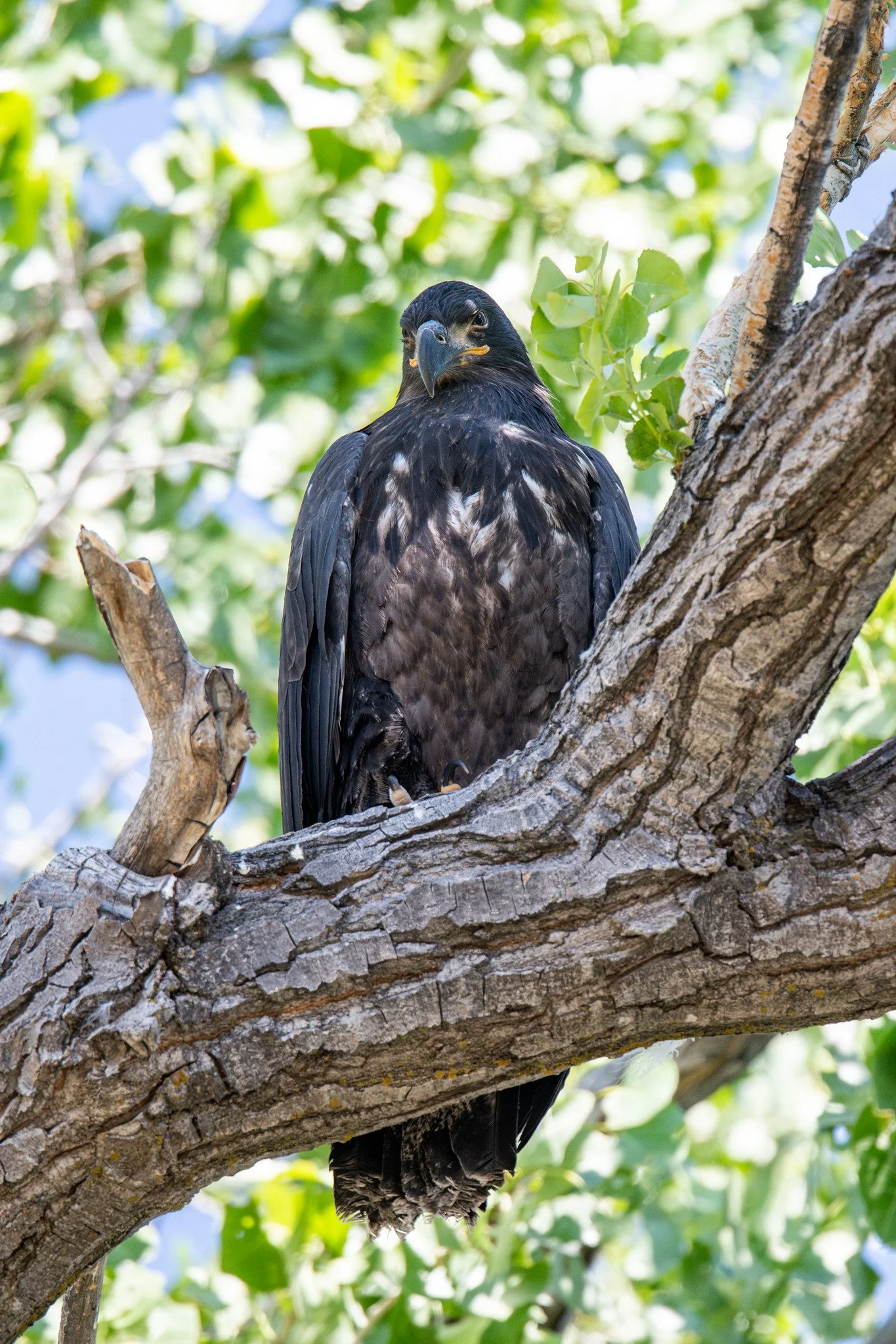 Bald Eagle, juvenile (Haliaeetus leucocephalus)