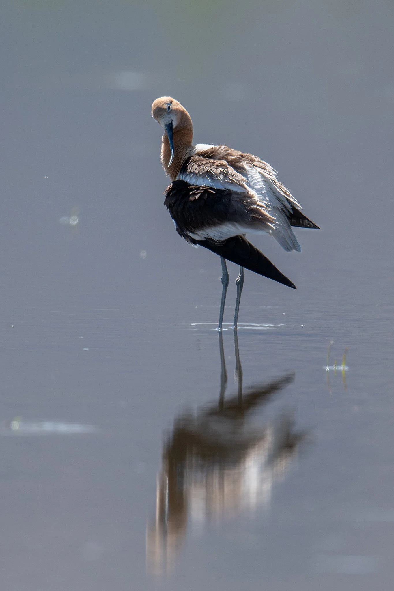 American Avocet (Recurvirostra americana)