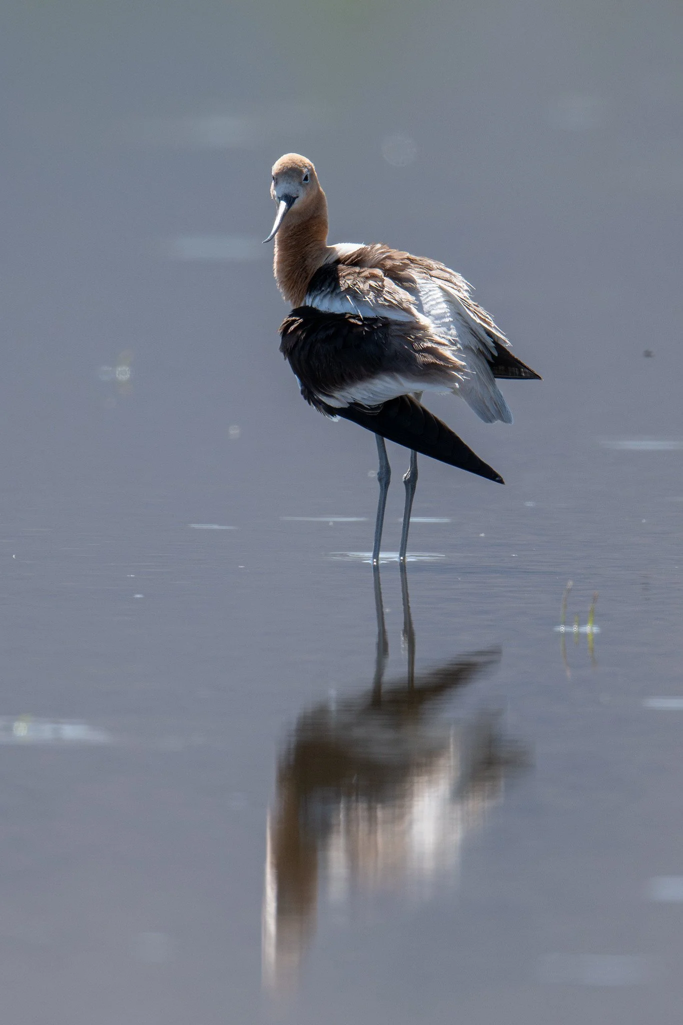 American Avocet (Recurvirostra americana)
