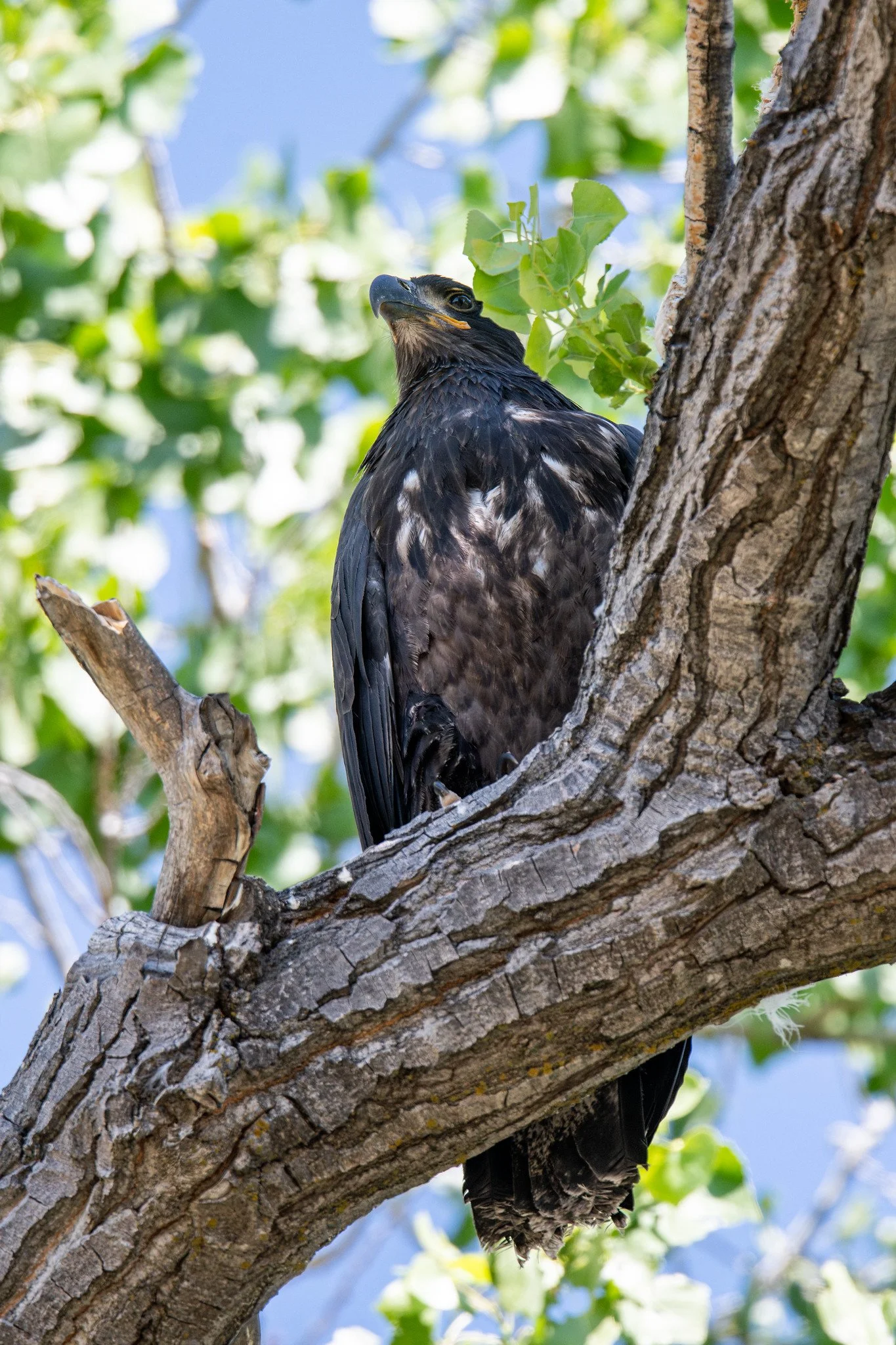 Bald Eagle, juvenile (Haliaeetus leucocephalus)
