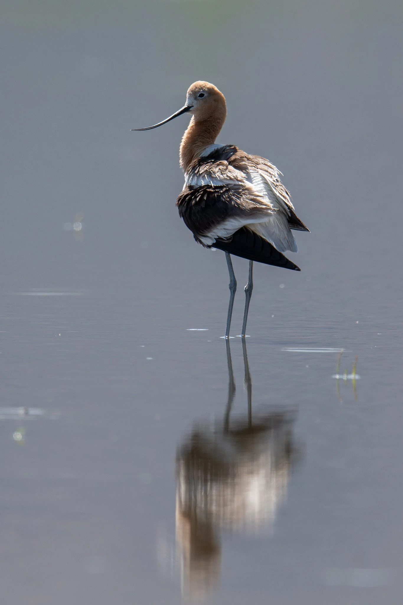 American Avocet (Recurvirostra americana)