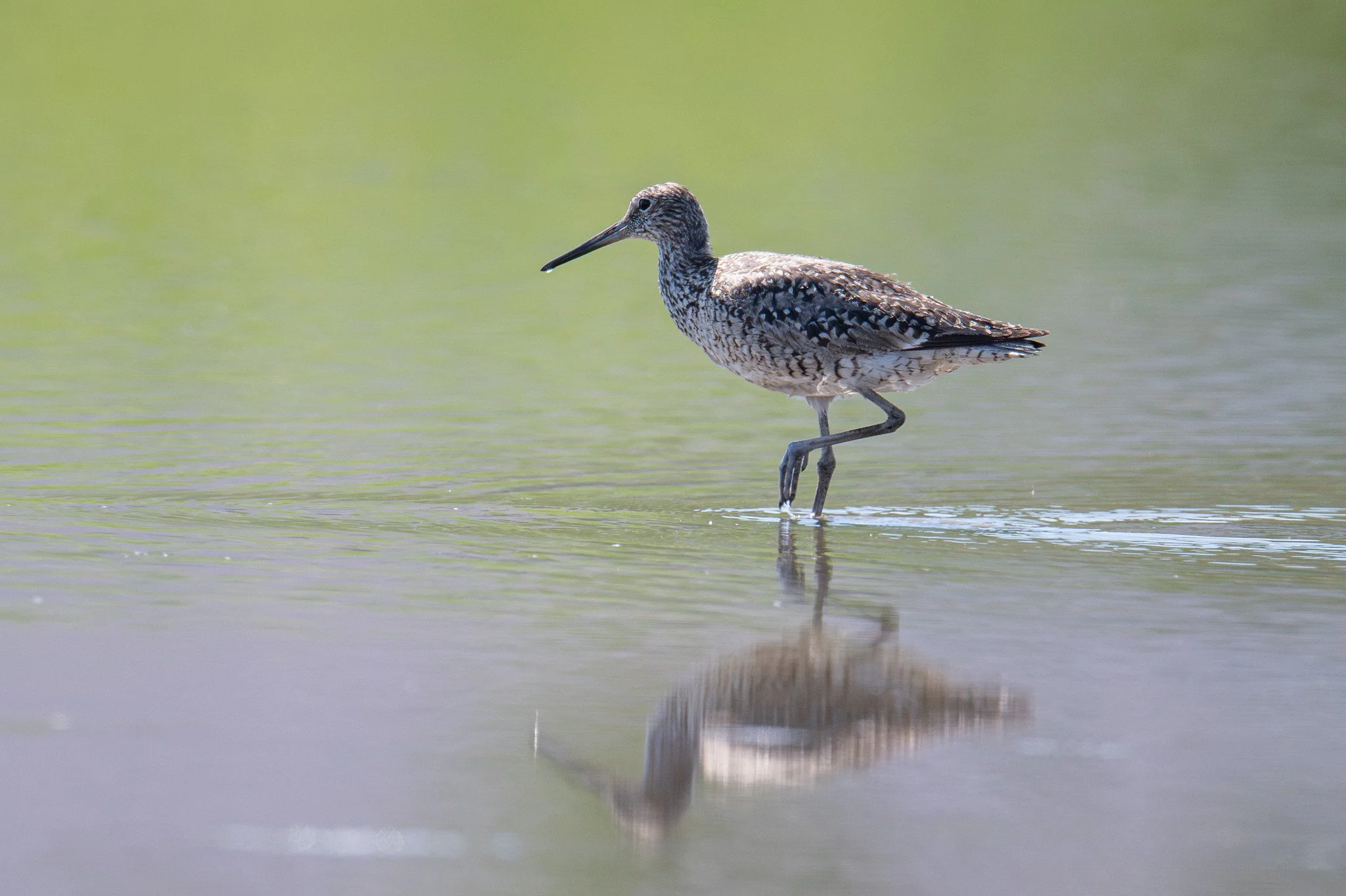 Willet (Tringa semipalmata)