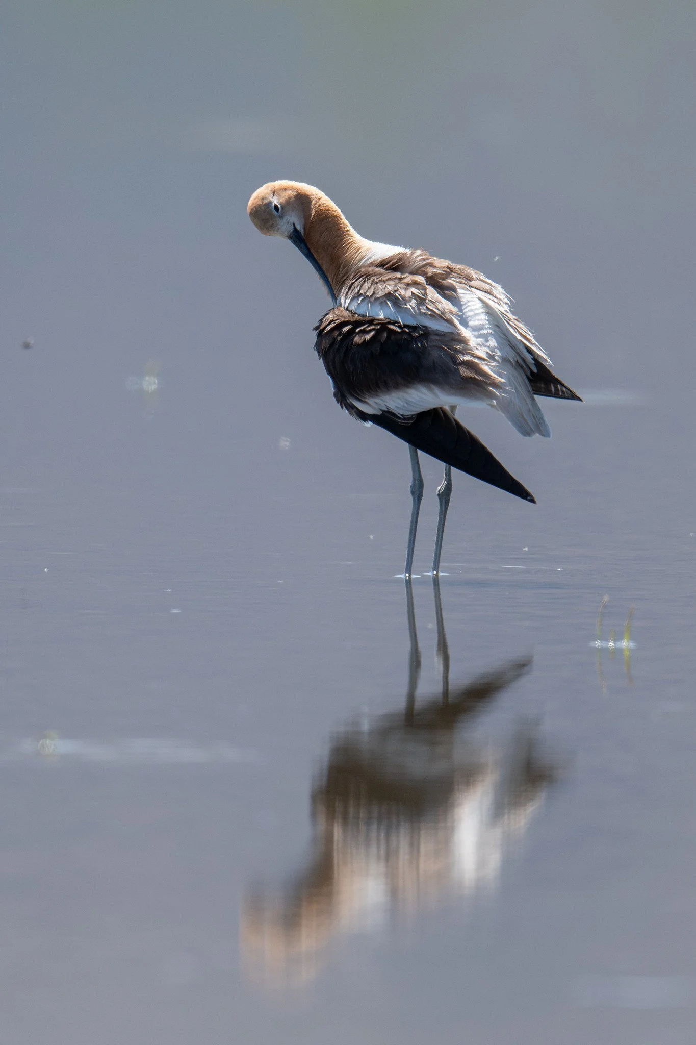American Avocet (Recurvirostra americana)