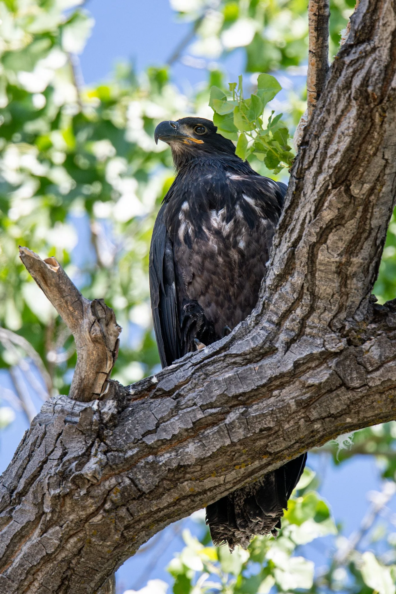 Bald Eagle, juvenile (Haliaeetus leucocephalus)