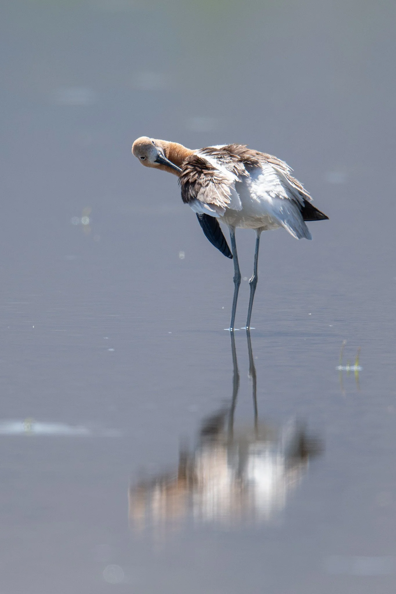 American Avocet (Recurvirostra americana)