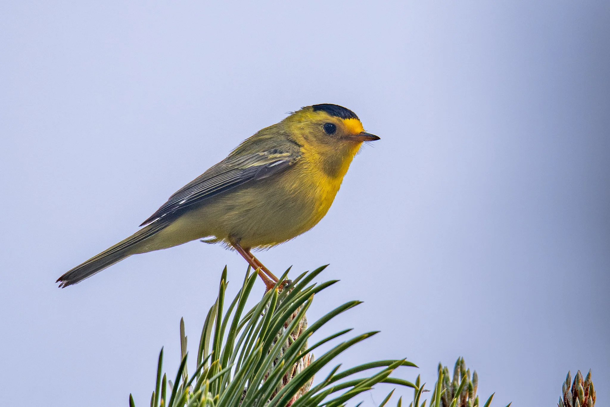 Wilson's Warbler (Cardellina pusilla)