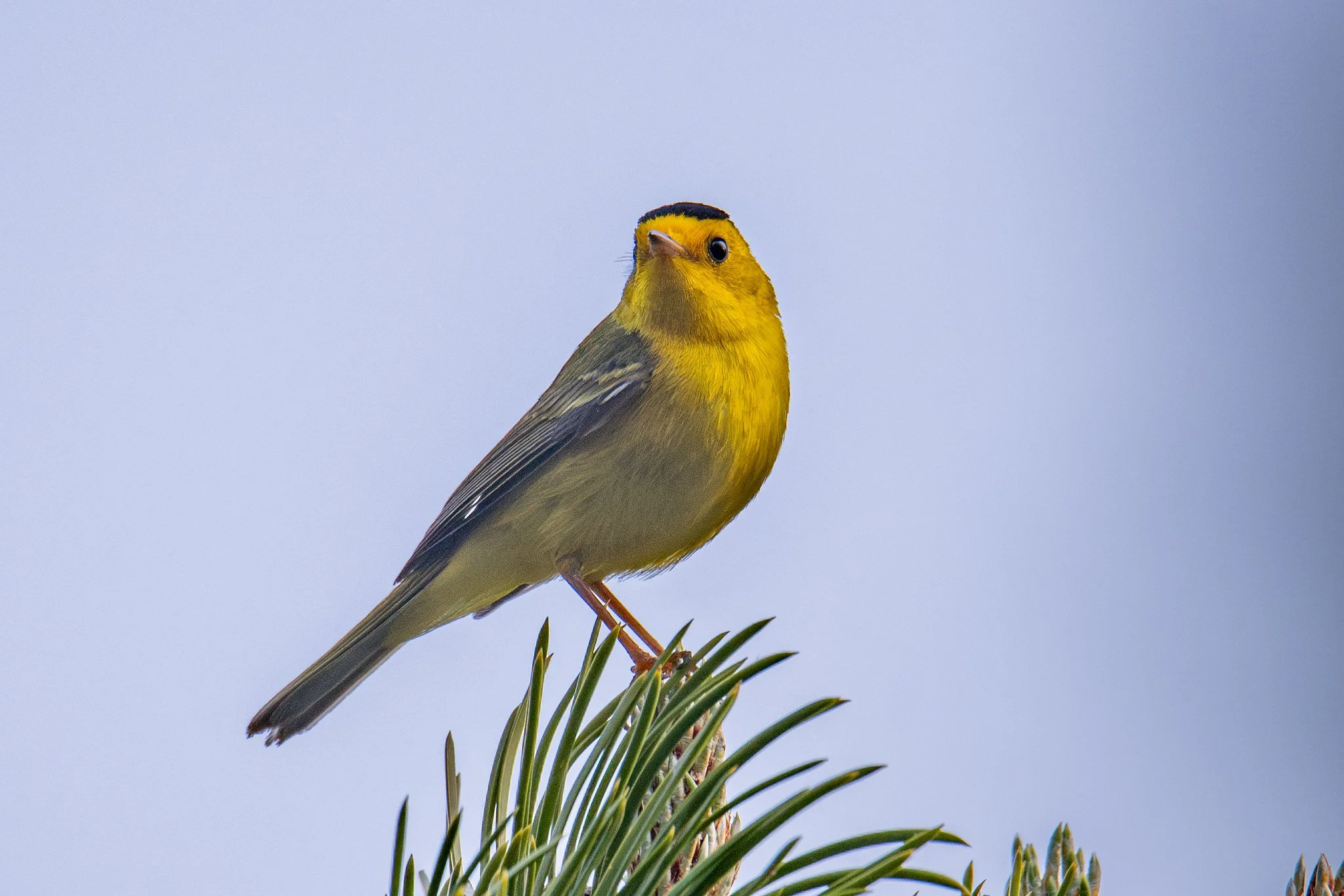 Wilson's Warbler (Cardellina pusilla)